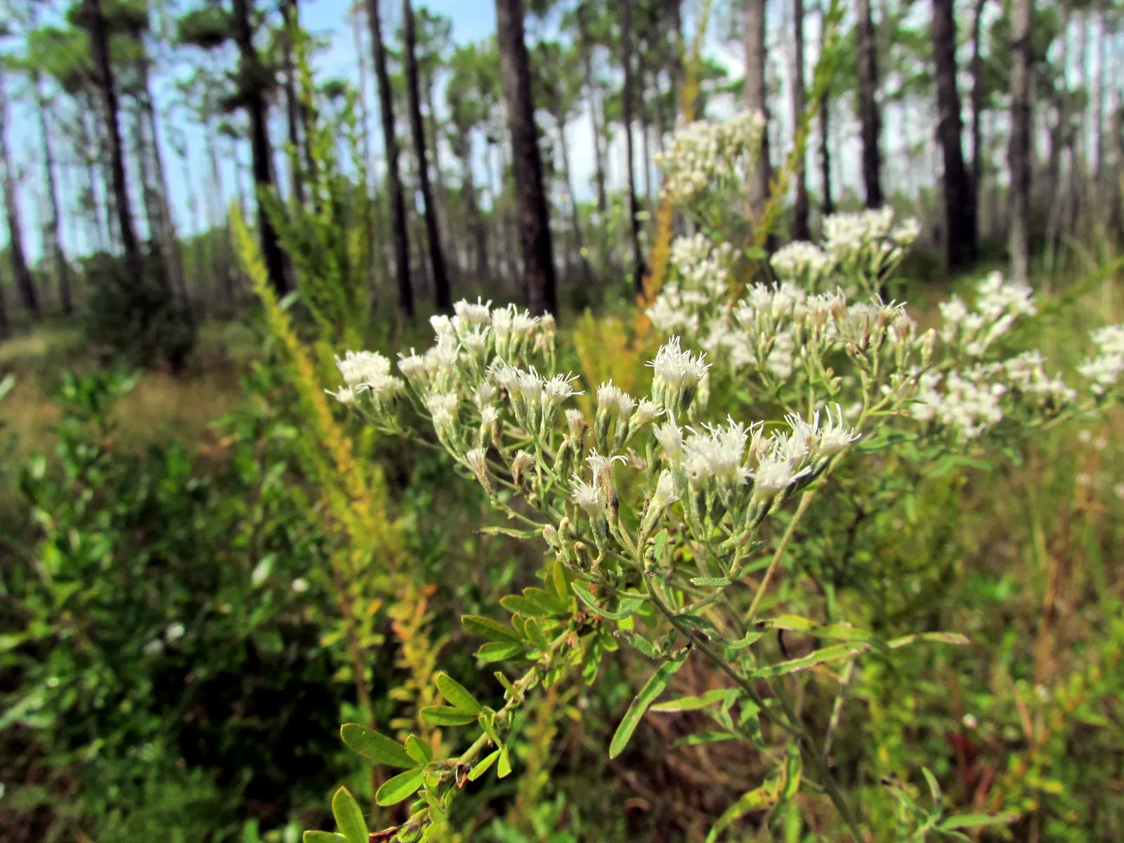 White Snakeroot (Ageratina Altissima) — Renowned for its late-summer bloom of fluffy white flower clusters