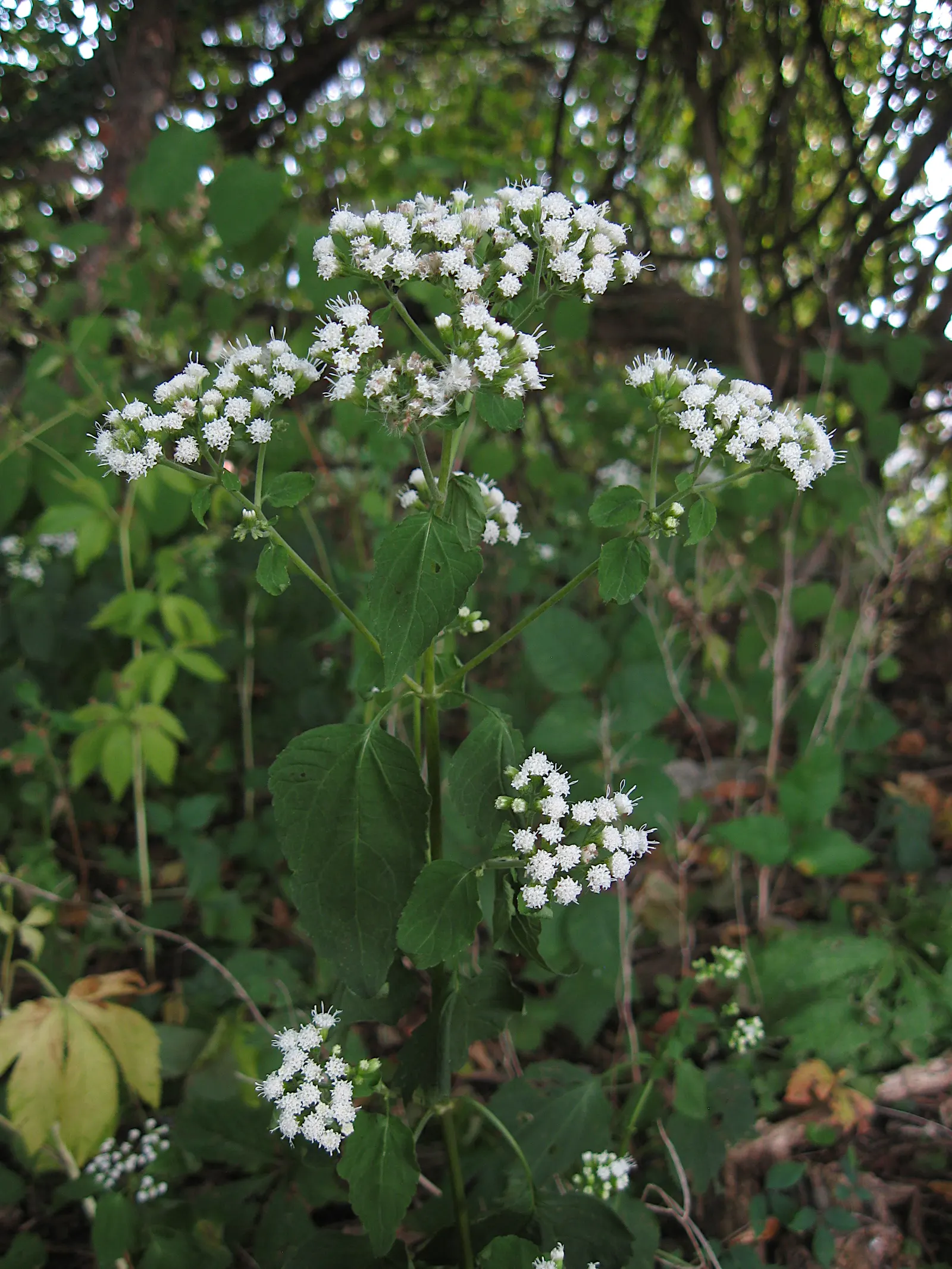 White Snakeroot (Ageratina Altissima) — making it an excellent understorey component or a component for areas with dappled sunlight; is a perennial, image 99