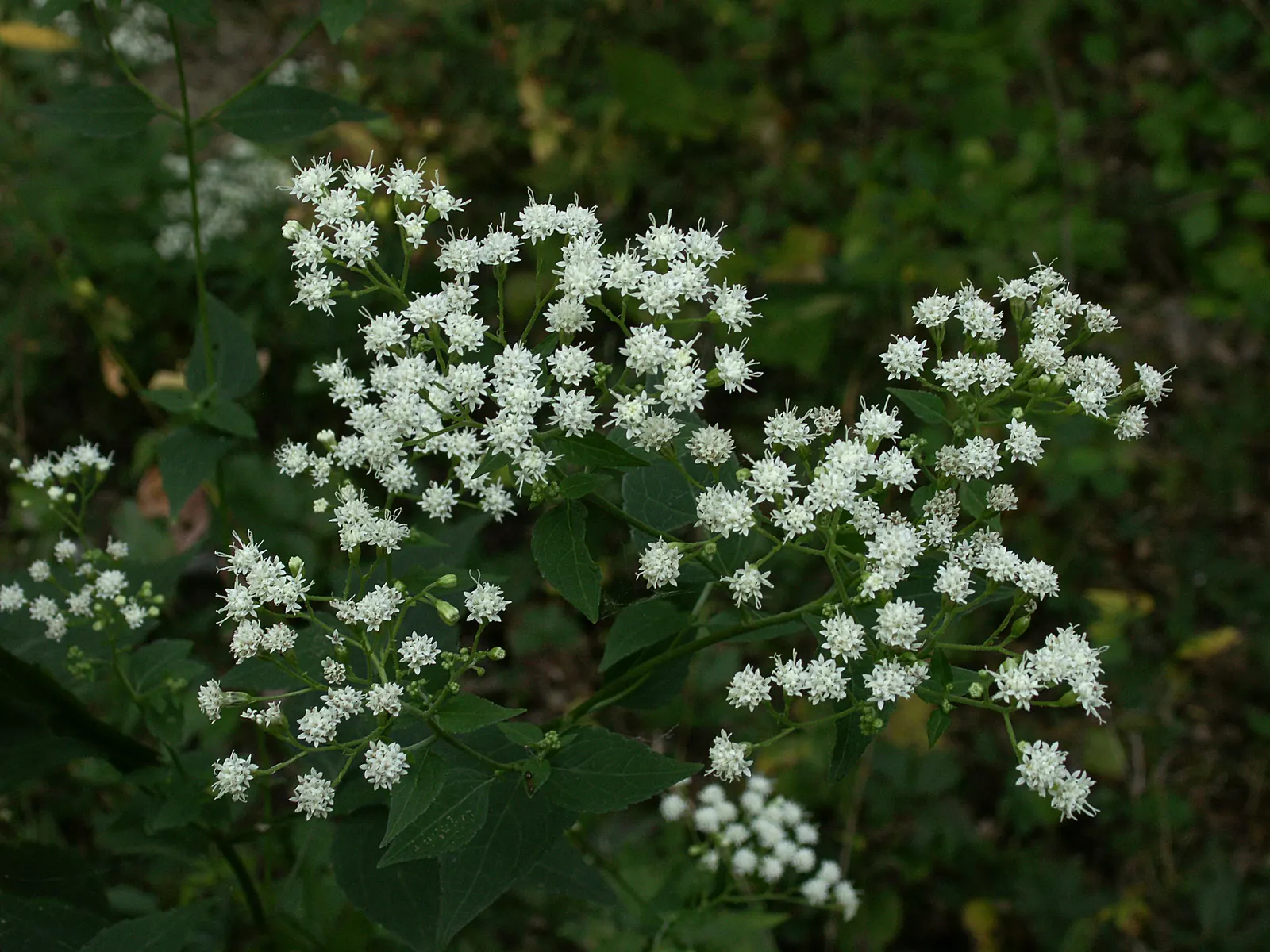 White Snakeroot (Ageratina Altissima) — making it an excellent understorey component or a component for areas with dappled sunlight; is a perennial herb that