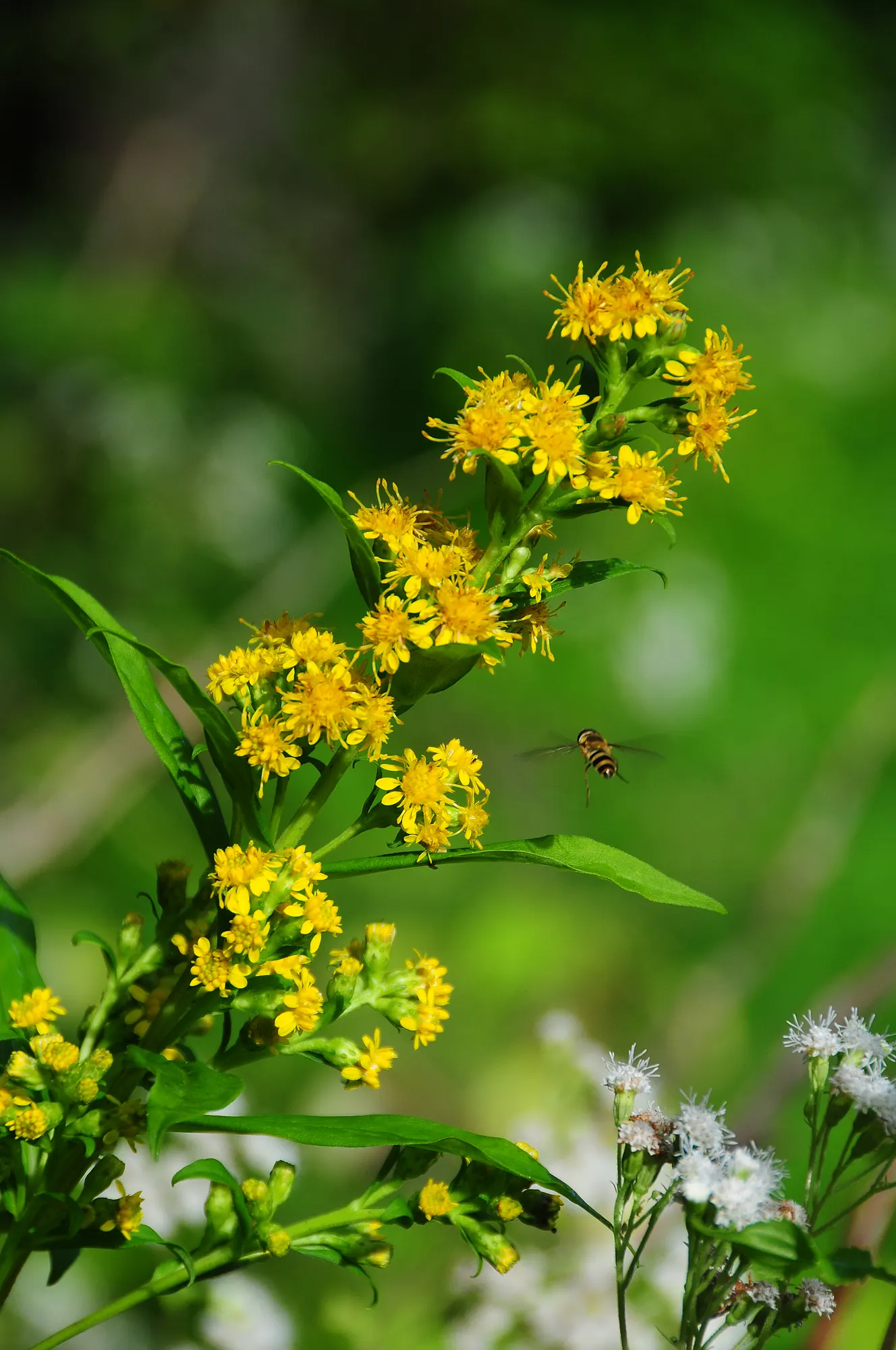 White Snakeroot (Ageratina Altissima) — well-draining soils but demonstrates adaptability to a range of soil types