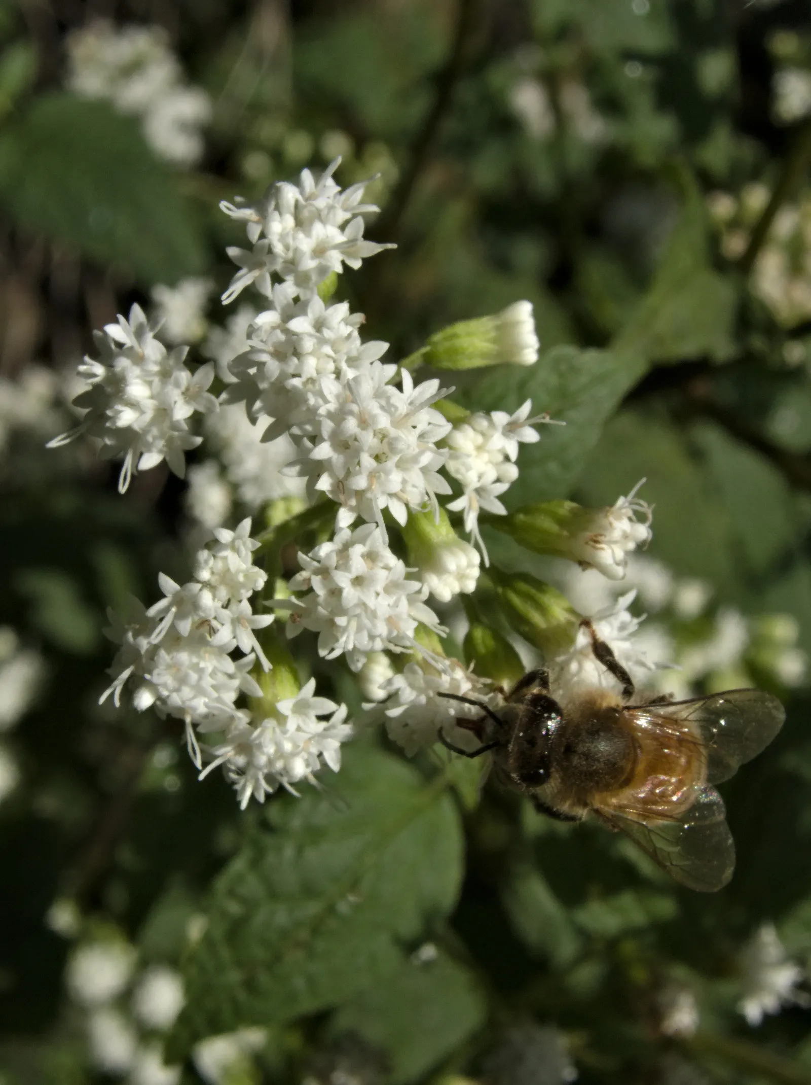 White Snakeroot (Ageratina Altissima) — is a perennial herb that adds a touch of delicate charm to any tempered landscape; this North American, image 52
