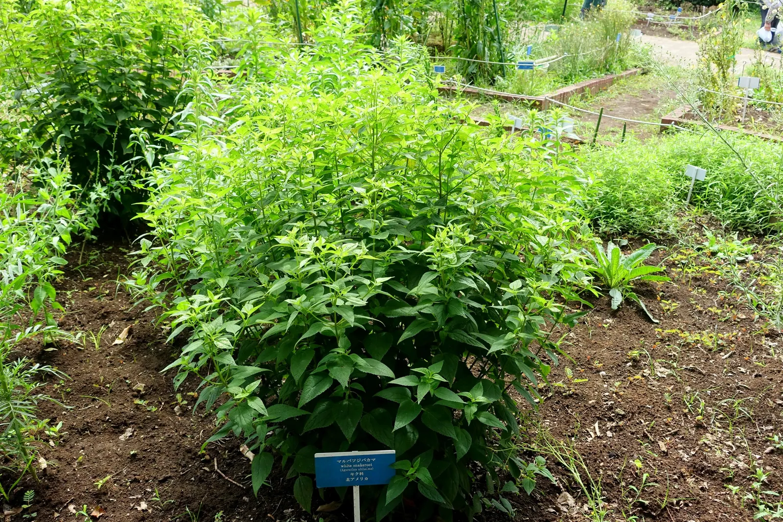 White Snakeroot (Ageratina Altissima) — making it an excellent understorey component or a component for areas with dappled sunlight