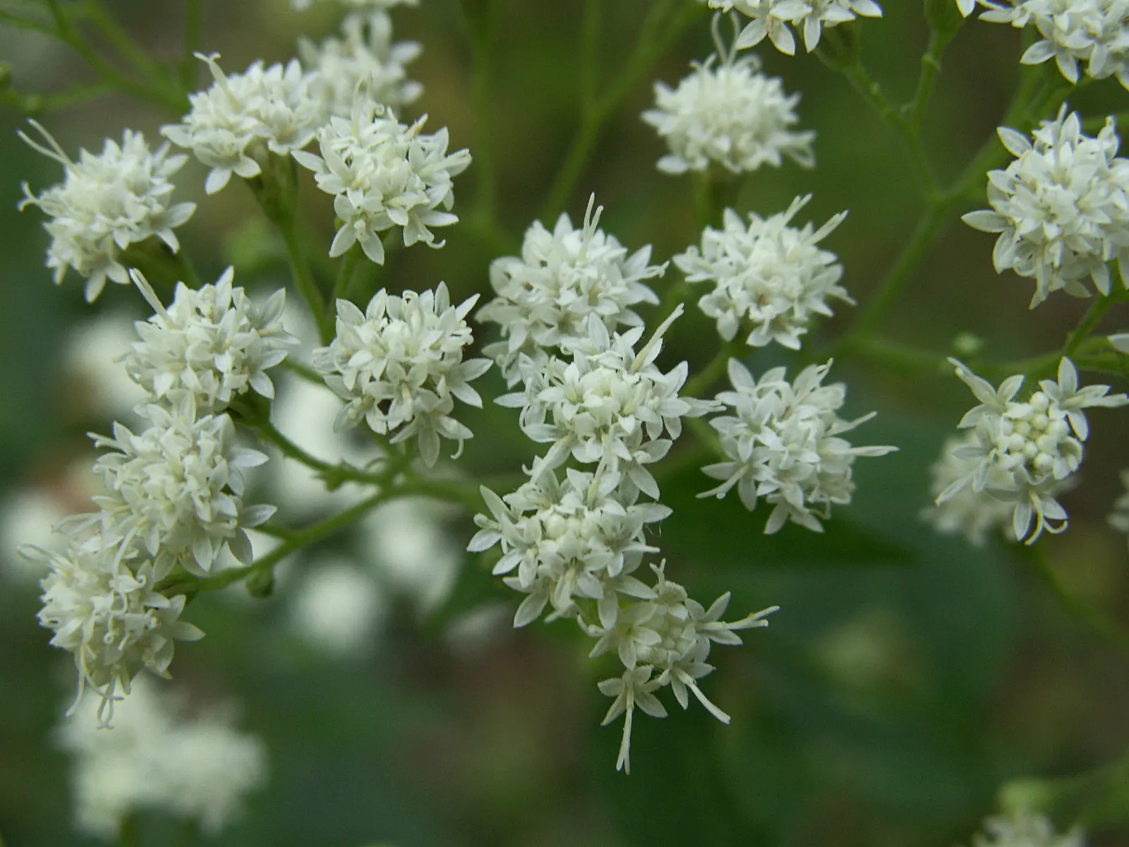 White Snakeroot (Ageratina Altissima) — Also, being a native species, it aids in fostering local biodiversity; white flowers in the garden