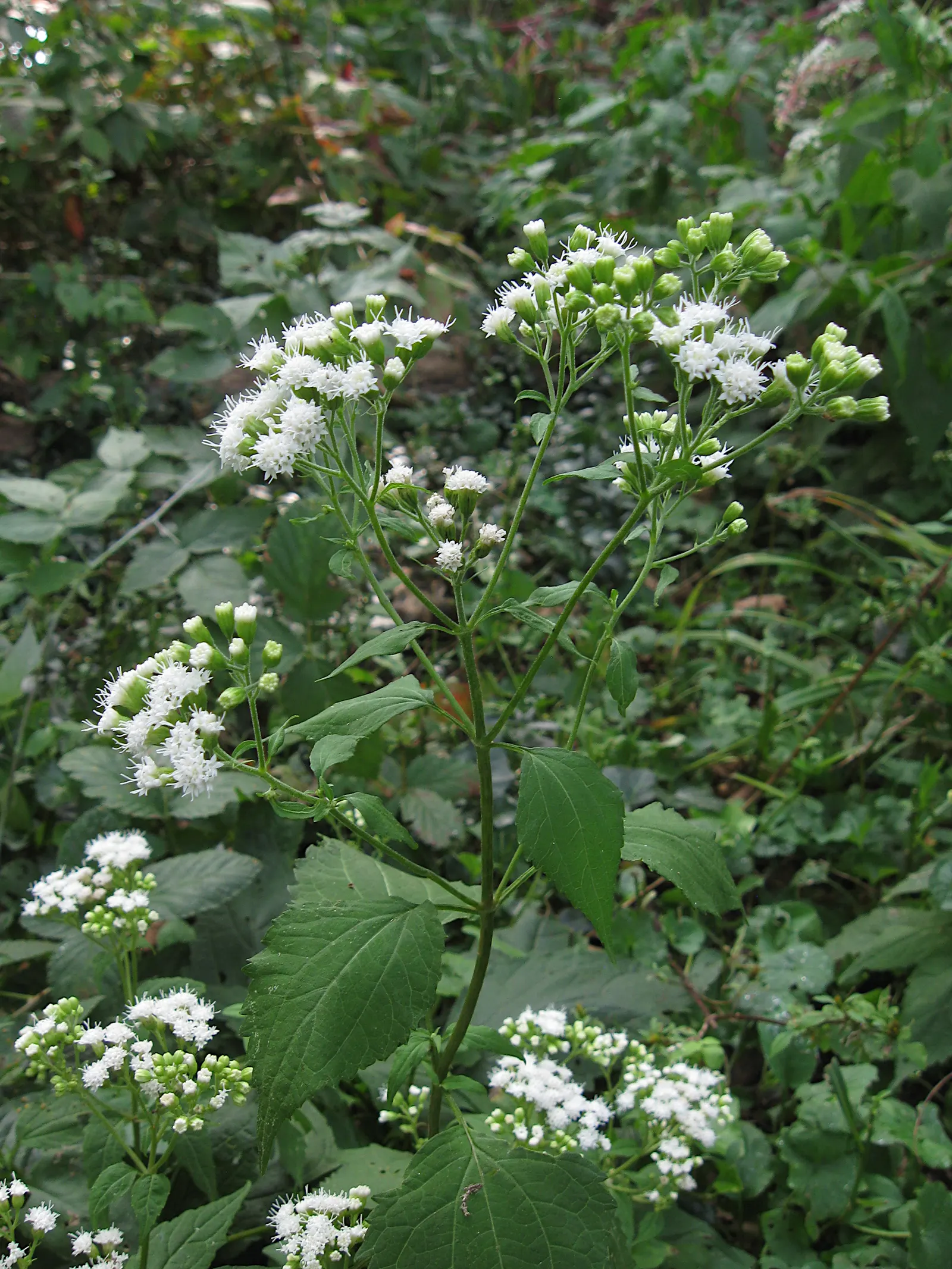 White Snakeroot (Ageratina Altissima) — they create a dramatic effect.<br><br>Care should be taken; commonly referred to as White Snakeroot, image 102