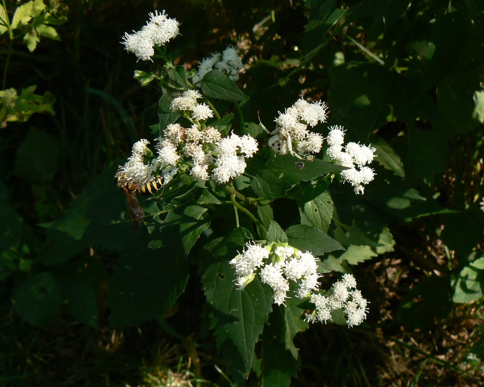 White Snakeroot (Ageratina Altissima) — is a perennial herb that adds a touch of delicate charm to any tempered landscape; this North American, image 74