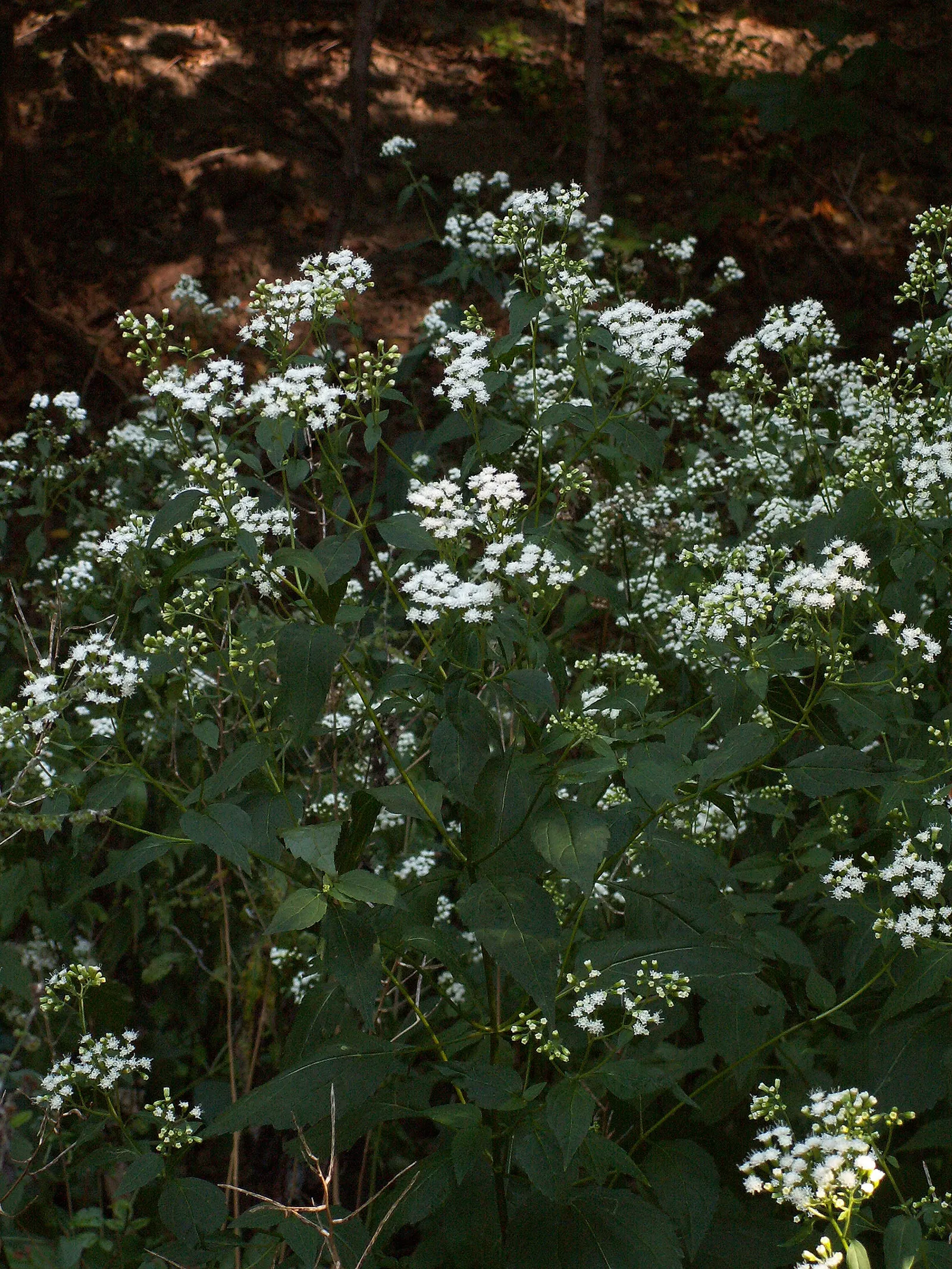 White Snakeroot (Ageratina Altissima) — Space plants approximately 18-24 inches apart for a lush display; informing the client of the potential, image 94