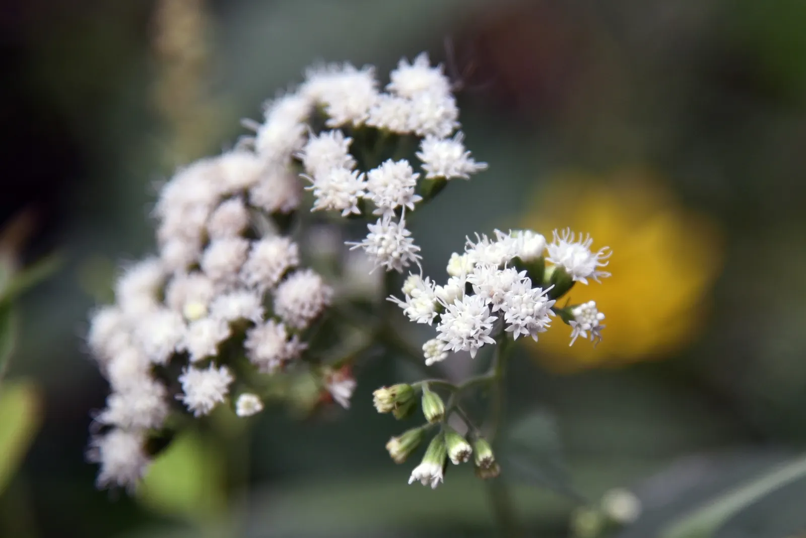 White Snakeroot (Ageratina Altissima) — is a perennial herb that adds a touch of delicate charm to any tempered landscape; this North American, image 96