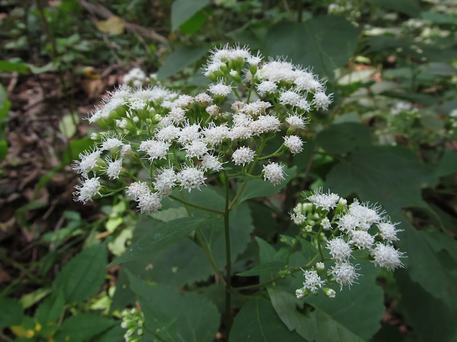 White Snakeroot (Ageratina Altissima) — White Snakeroot (Ageratina altissima) is a perennial herb that thrives in partial shade; this North American native is