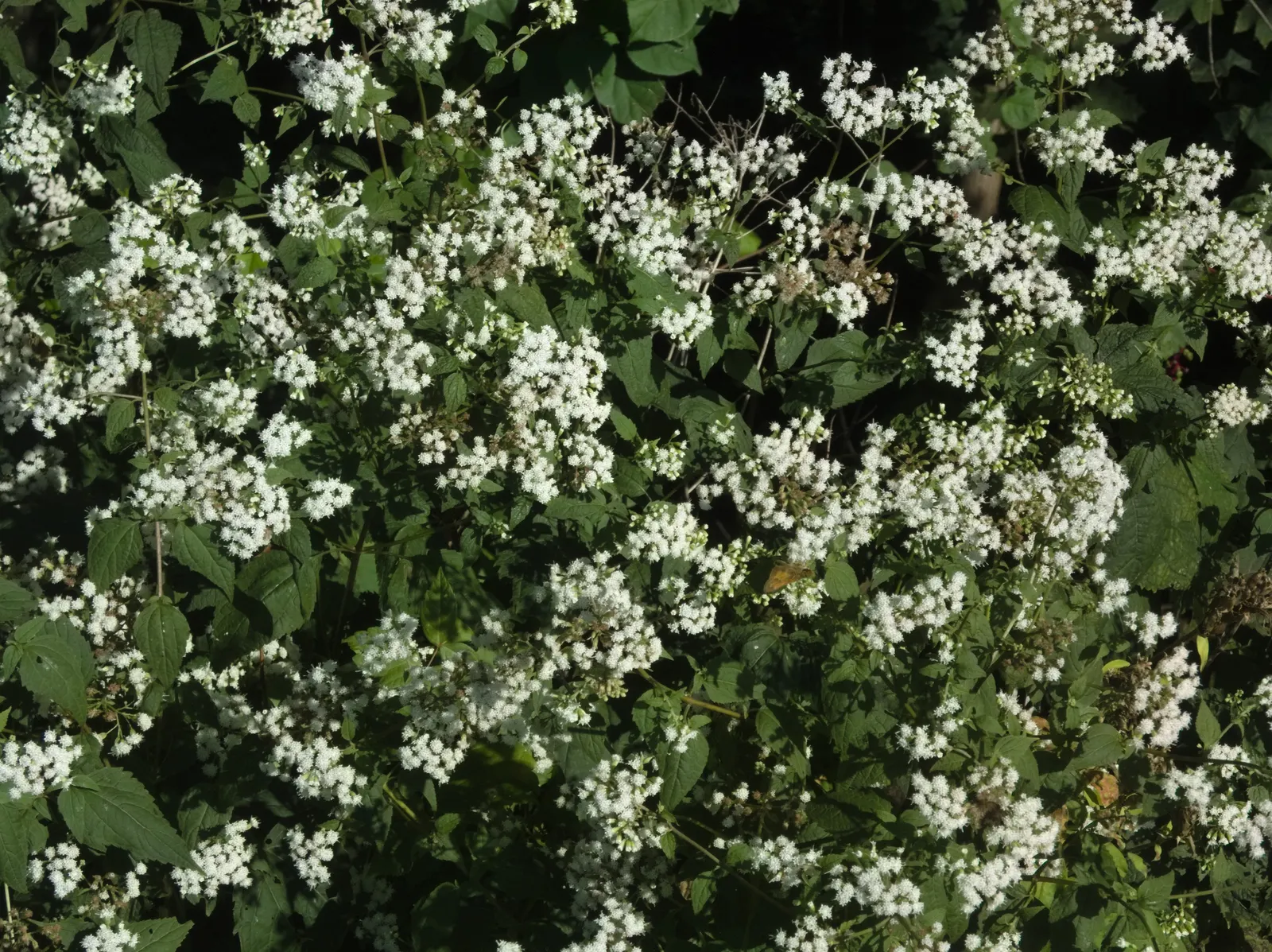 White Snakeroot (Ageratina Altissima) — commonly referred to as White Snakeroot; reaching 3-5 feet in height, image 51