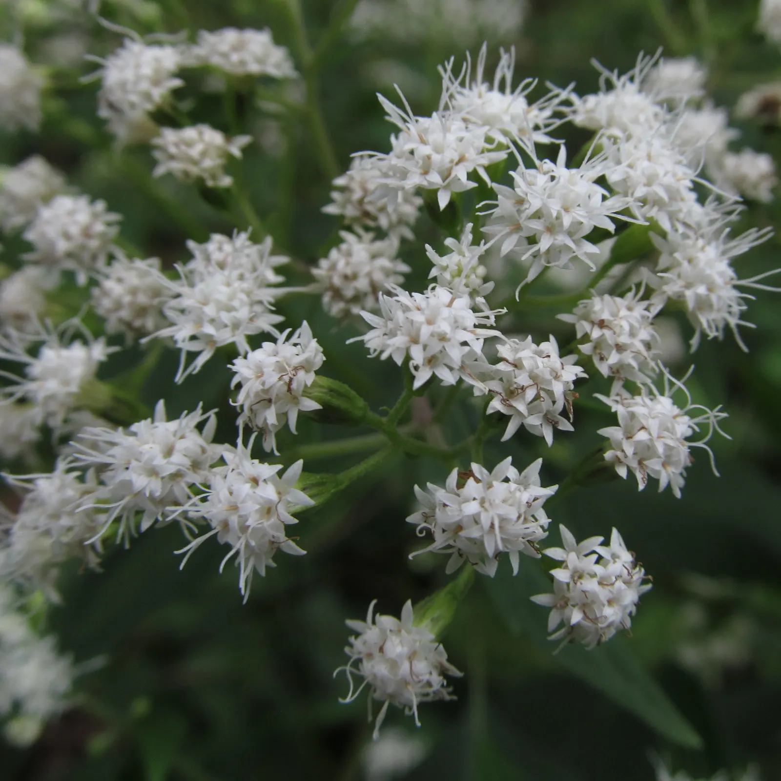 White Snakeroot (Ageratina Altissima) — The plant can spread vigorously, so periodic division may be necessary to control its growth; each flower, image 84