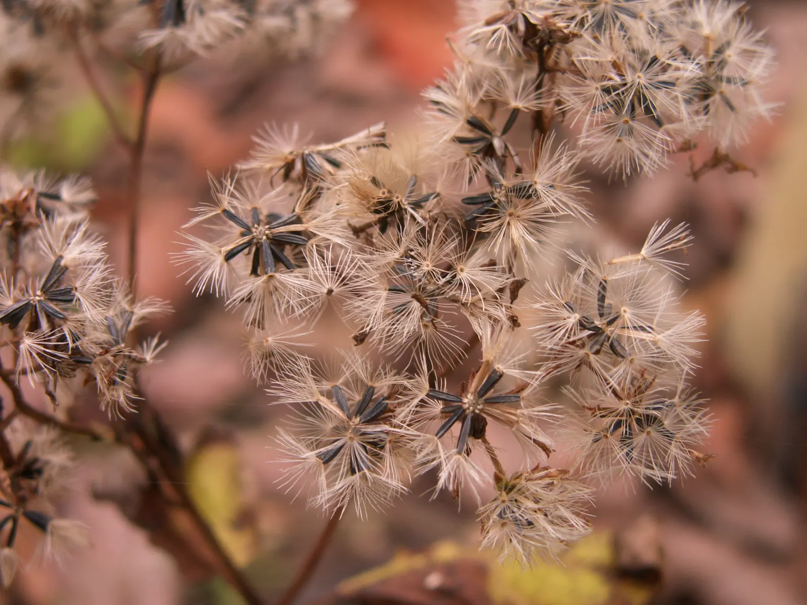White Snakeroot (Ageratina Altissima) — white flowers in the garden