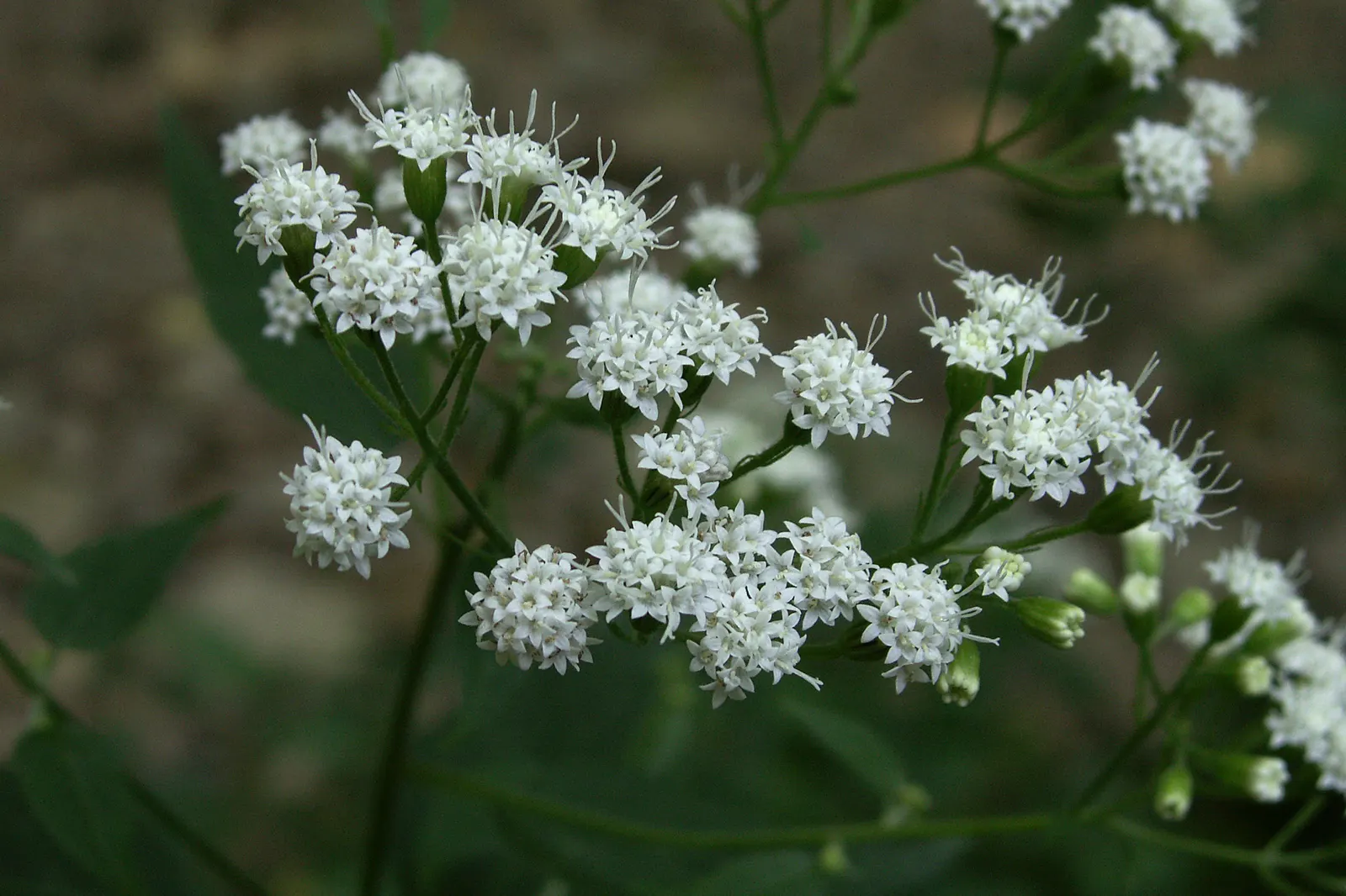 White Snakeroot (Ageratina Altissima) — Despite its beauty, it is hazardous to livestock and can indirectly affect humans through dairy products; perennial