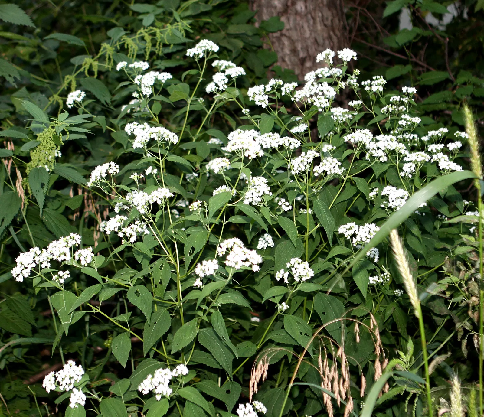 White Snakeroot (Ageratina Altissima) — perennial with white blooms