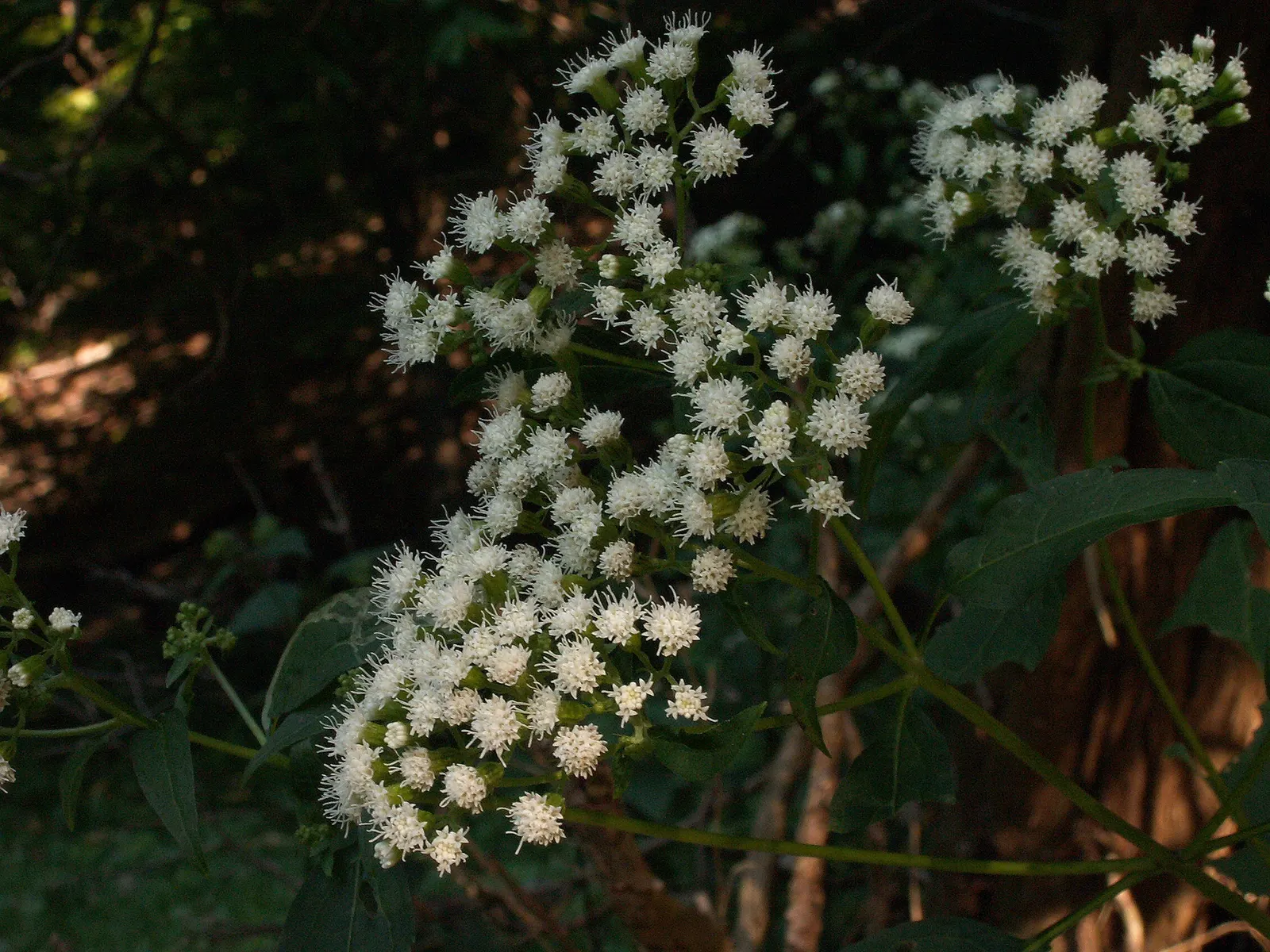 White Snakeroot (Ageratina Altissima) — it's a hardy choice that attracts pollinators while being wary around pets due to toxicity; growing to a, image 71
