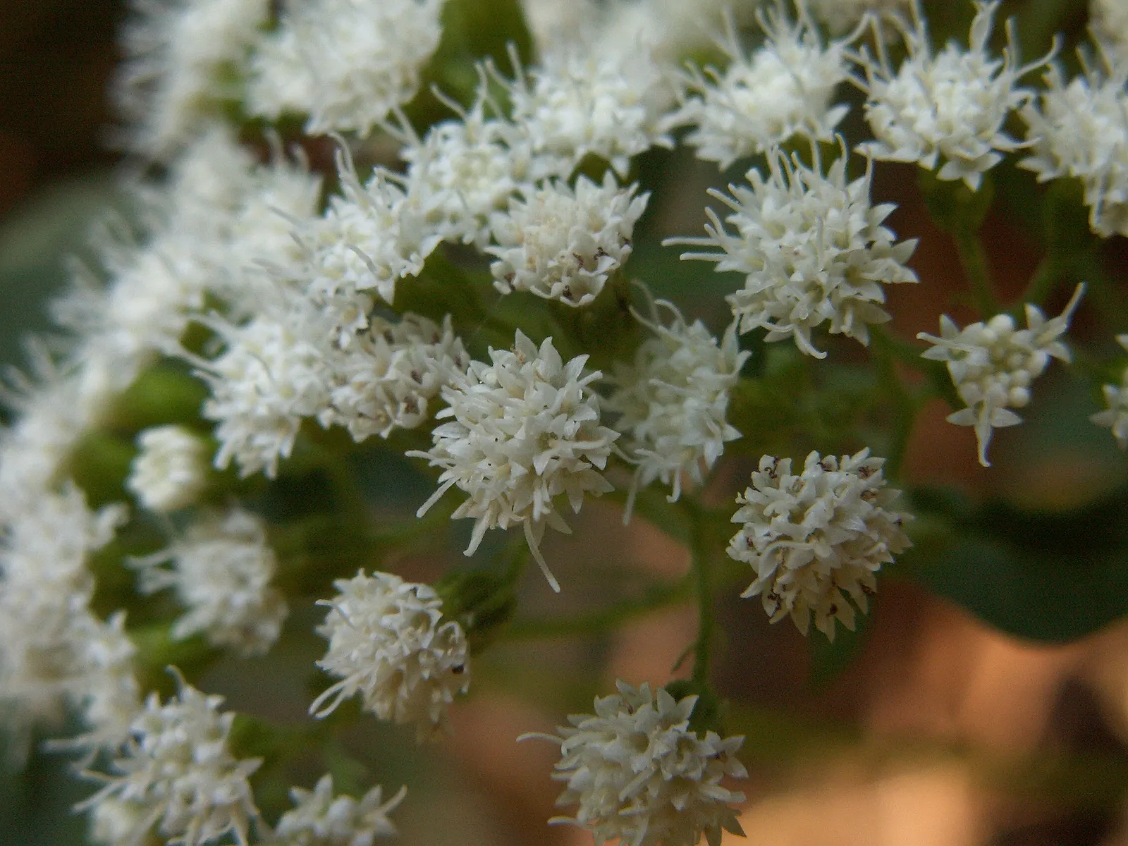 White Snakeroot (Ageratina Altissima) — commonly referred to as White Snakeroot; reaching 3-5 feet in height, image 73