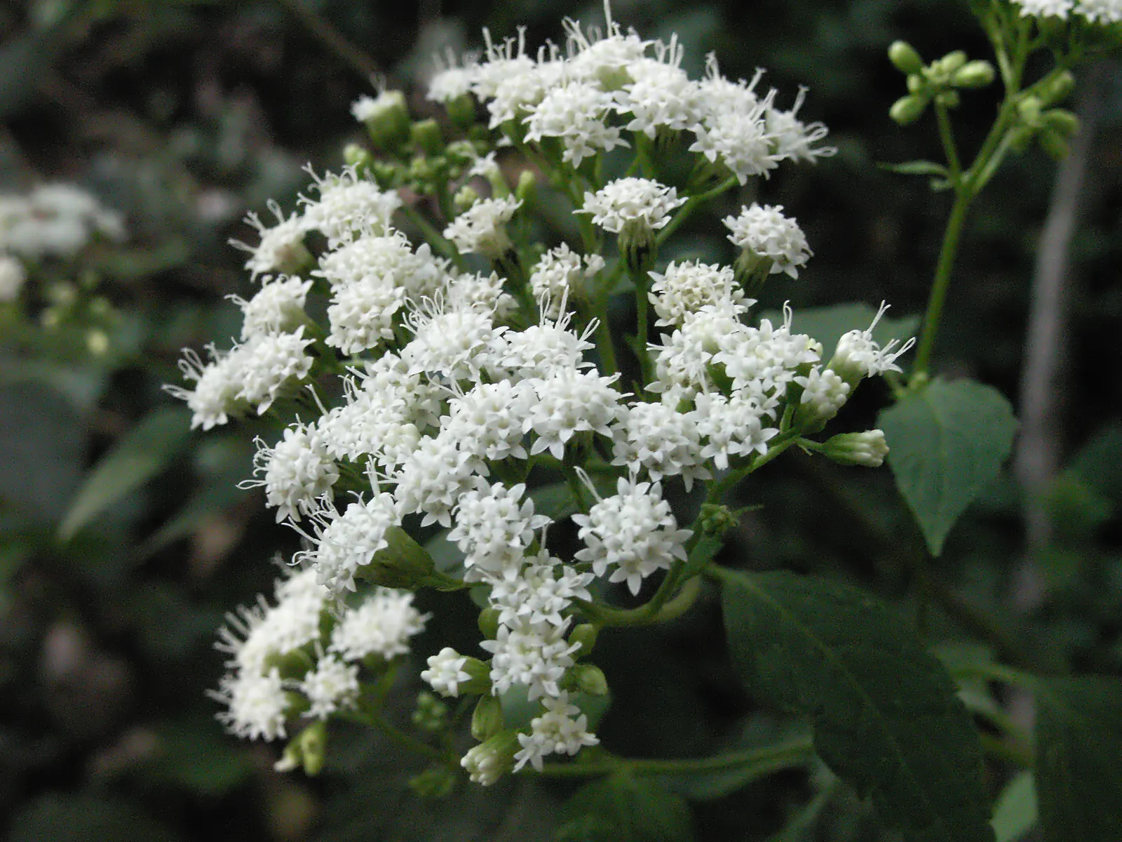 White Snakeroot (Ageratina Altissima) — it's a hardy choice that attracts pollinators while being wary around pets due to toxicity