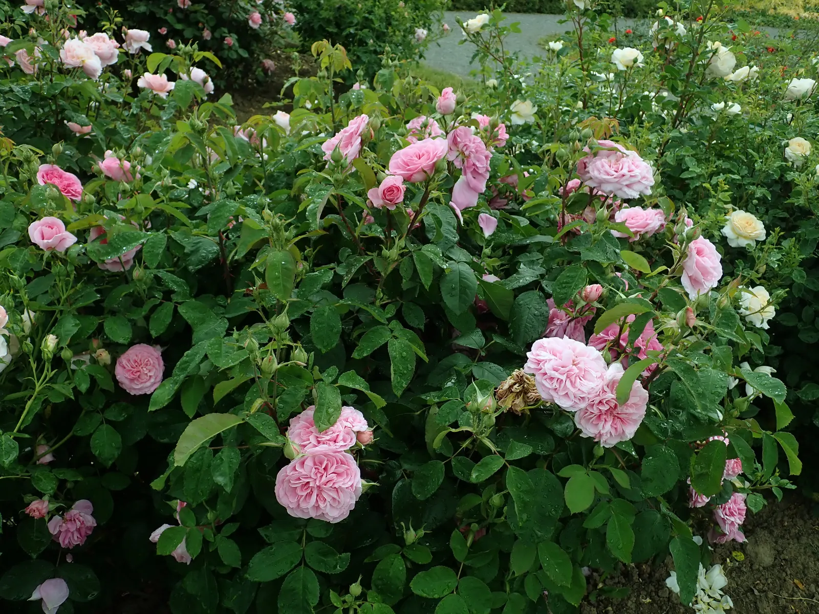 Pink Shrub Rose (Rosa Cv. Floribunda Pink) — Regular deadheading promotes continuous flowering throughout the summer months; ideal for borders, it requires