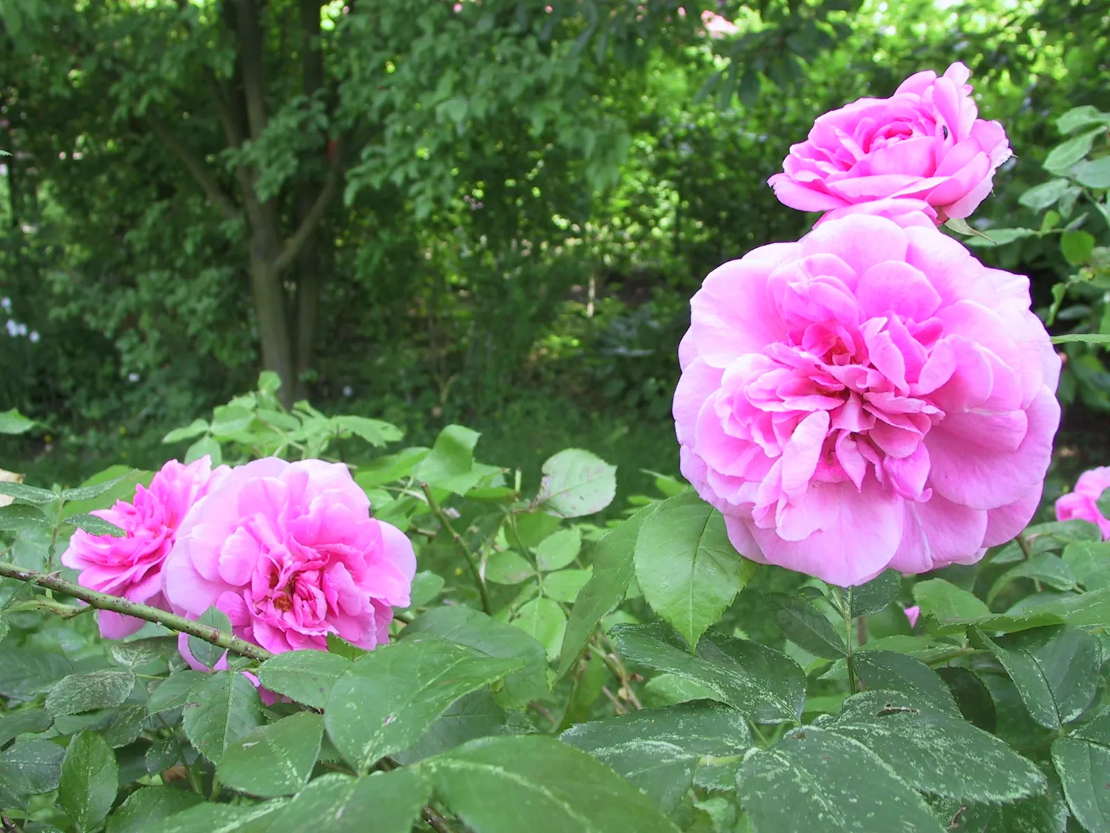 Pink Shrub Rose (Rosa Cv. Floribunda Pink) — the Pink Shrub Rose thrives in well-drained soil and prefers full sun exposure