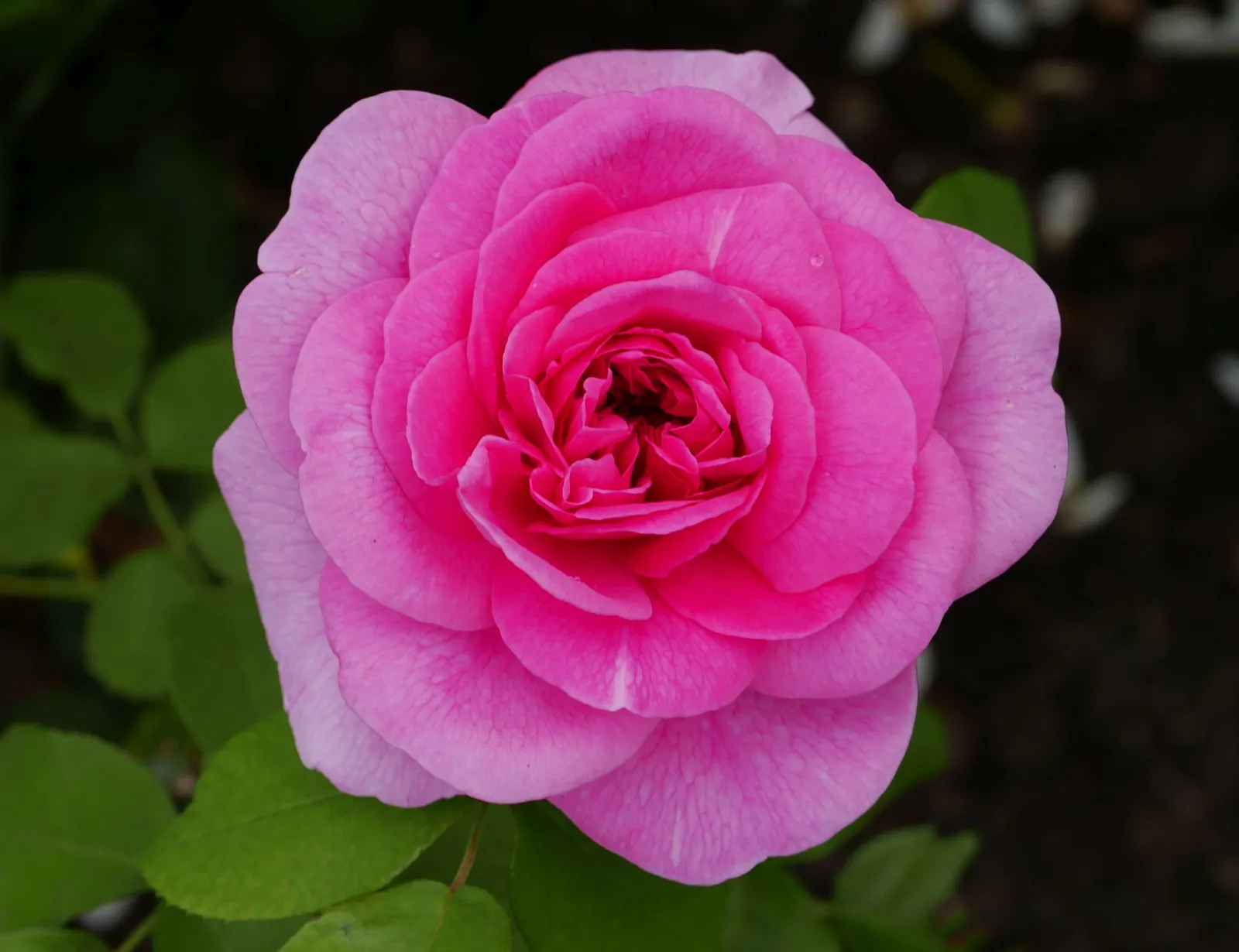 Pink Shrub Rose (Rosa Cv. Floribunda Pink) — This hardy shrub typically reaches 3-4 feet in height and 2-3 feet in width; requiring at least six, image 46