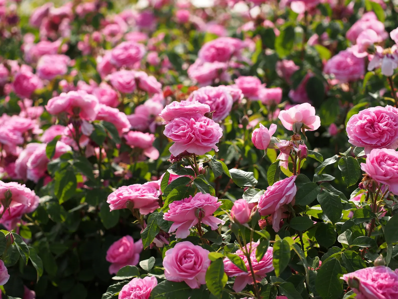 Pink Shrub Rose (Rosa Cv. Floribunda Pink) — and disease management to ensure healthy growth; this floribunda provides excellent ground coverage and can be