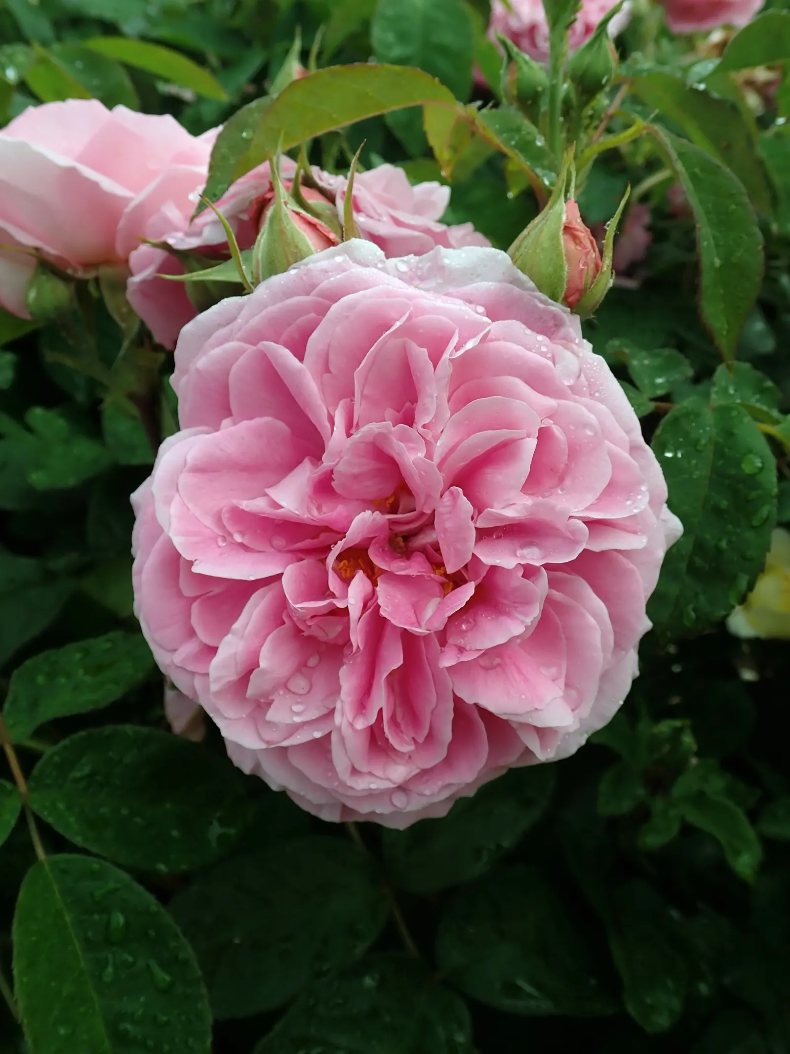 Pink Shrub Rose (Rosa Cv. Floribunda Pink) — vibrant displays that infuse any landscape design with a burst of delicate color; this hardy shrub, image 51