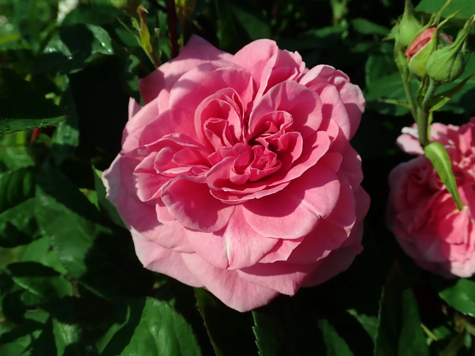 Pink Shrub Rose (Rosa Cv. Floribunda Pink) — Regular deadheading promotes continuous flowering throughout the summer months; ideal for borders, it, image 48