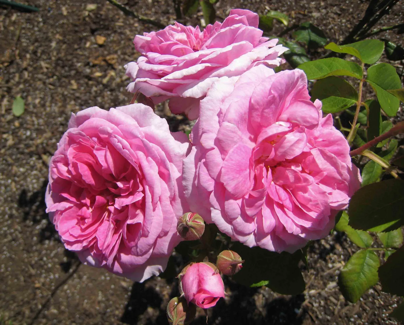 Pink Shrub Rose (Rosa Cv. Floribunda Pink) — this floribunda provides excellent ground coverage and can be pruned to maintain a desirable shape; shrub for full