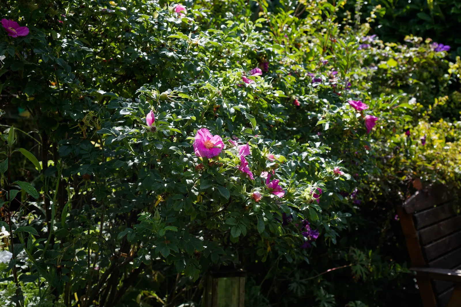 Pink Shrub Rose (Rosa Cv. Floribunda Pink) — Reaching an average height of 3 to 5 feet with a spread of 2 to 4 feet; typically from late spring, image 56