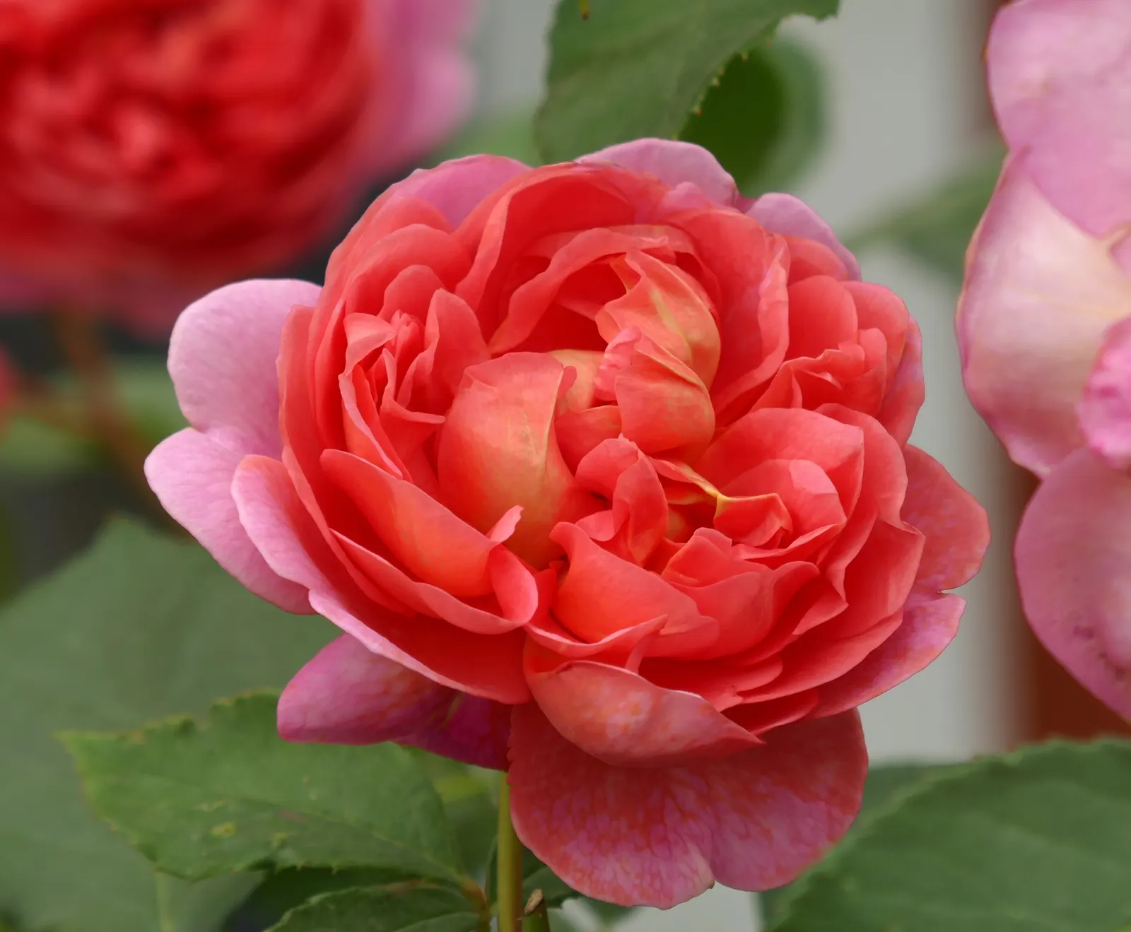 Pink Shrub Rose (Rosa Cv. Floribunda Pink) — shrub for full or half; its alluring pink petals serve as an excellent backdrop for perennials or can, image 88