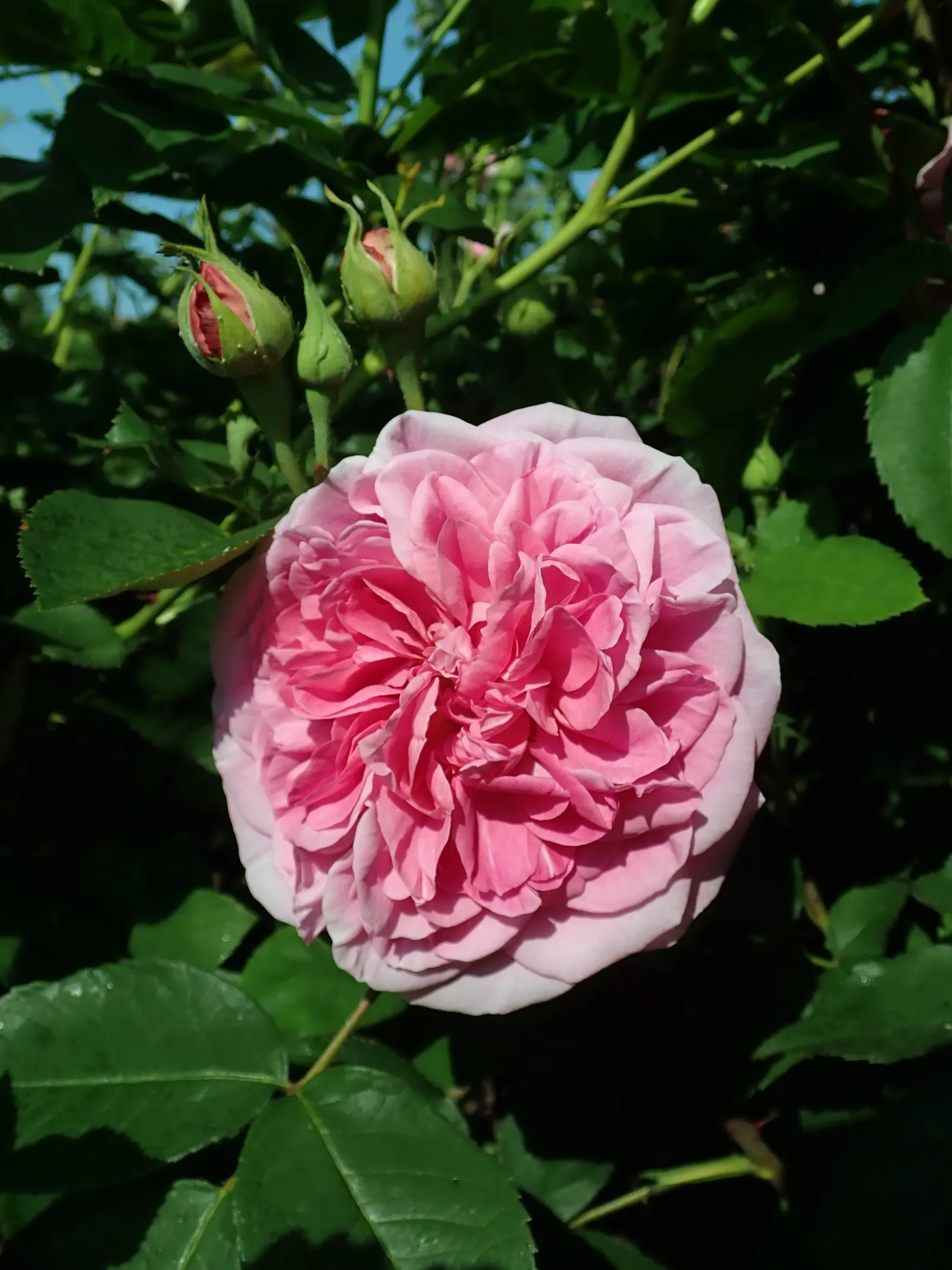 Pink Shrub Rose (Rosa Cv. Floribunda Pink) — pink flowers in the garden