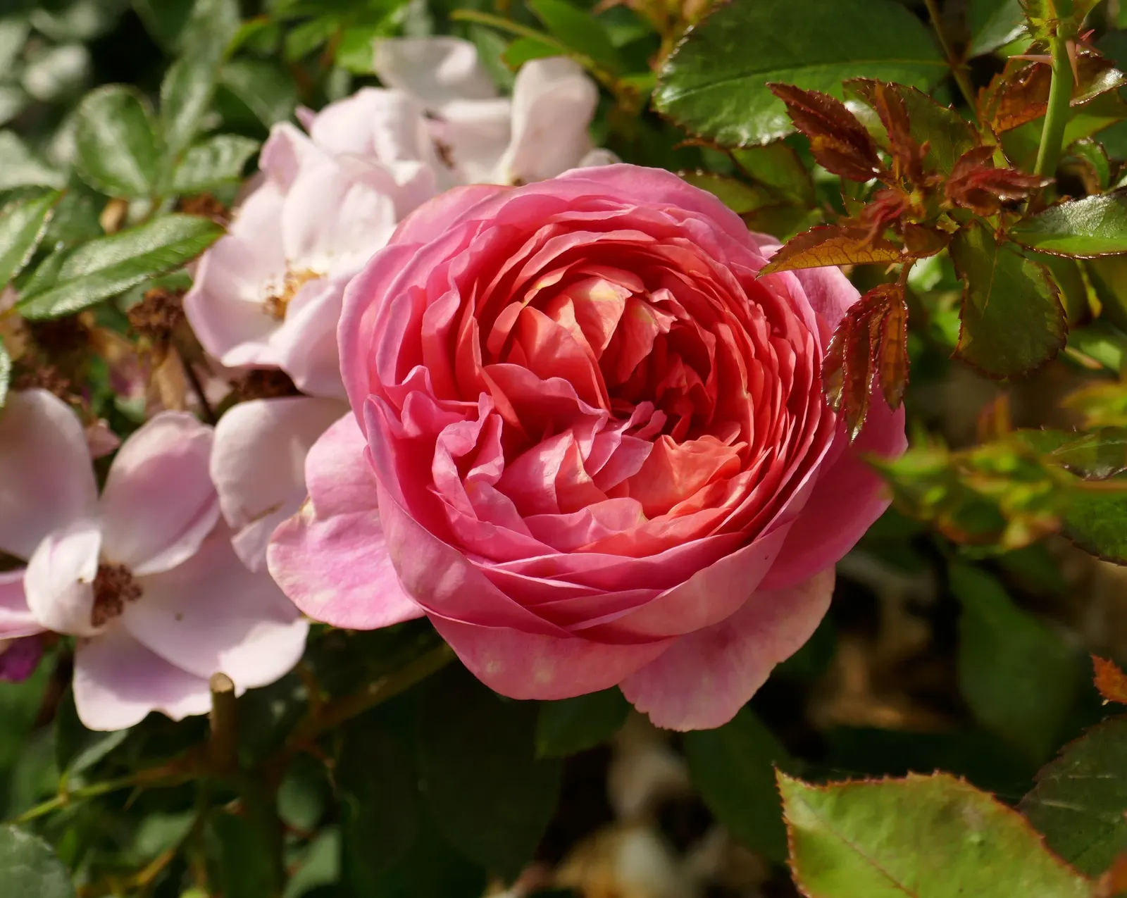 Pink Shrub Rose (Rosa Cv. Floribunda Pink) — Adds a romantic touch and striking color to any landscape design; the Pink Shrub Rose thrives in, image 93