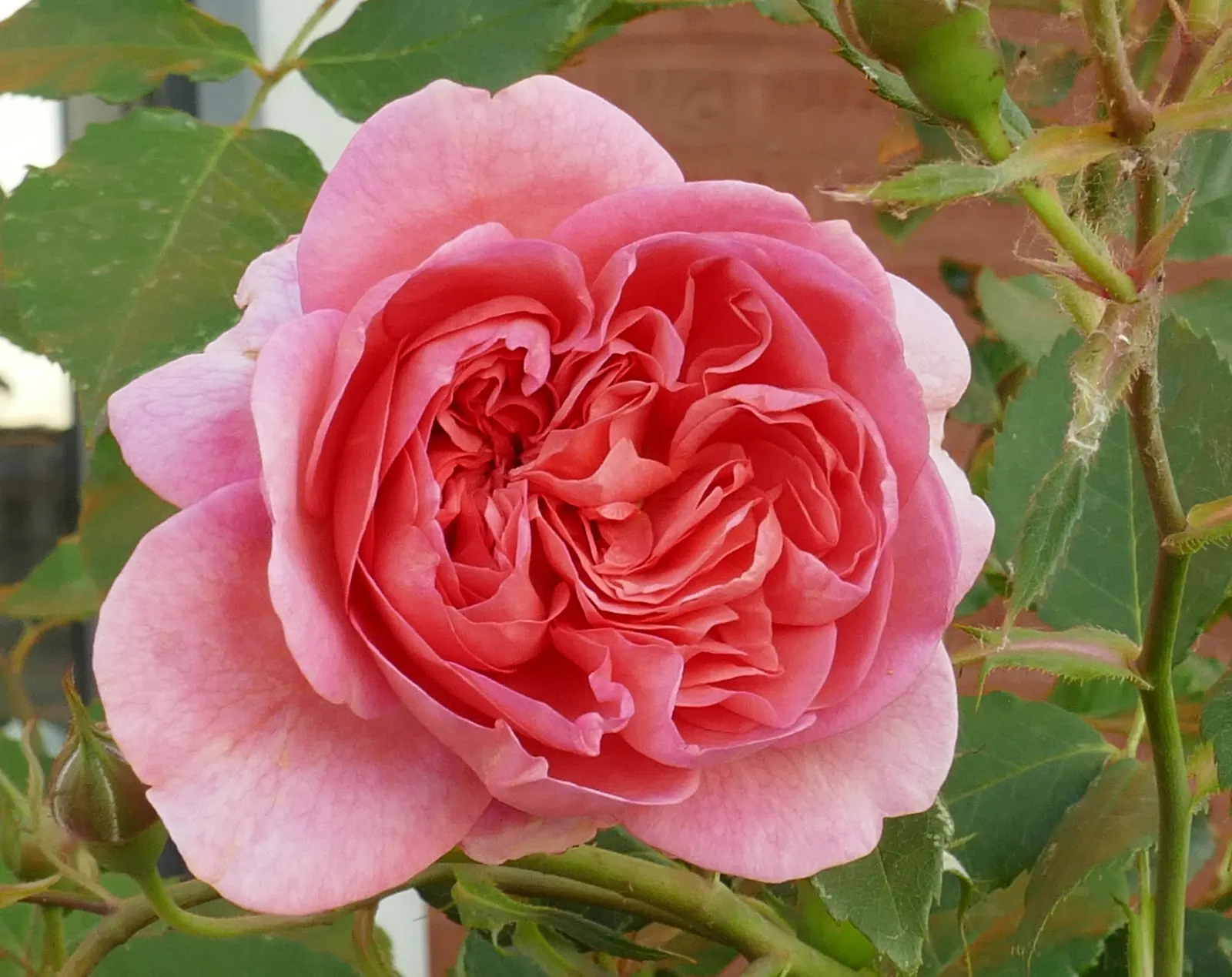 Pink Shrub Rose (Rosa Cv. Floribunda Pink) — is an enchanting selection known for its prolific blooming and lush; but attention should be given to, image 94