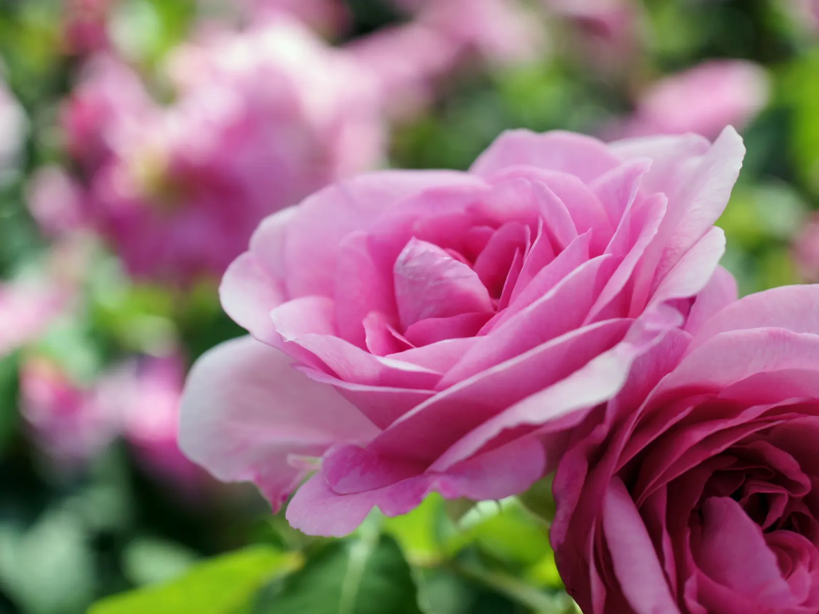 Pink Shrub Rose (Rosa Cv. Floribunda Pink) — but attention should be given to proper irrigation; is an enchanting selection known for its prolific, image 61