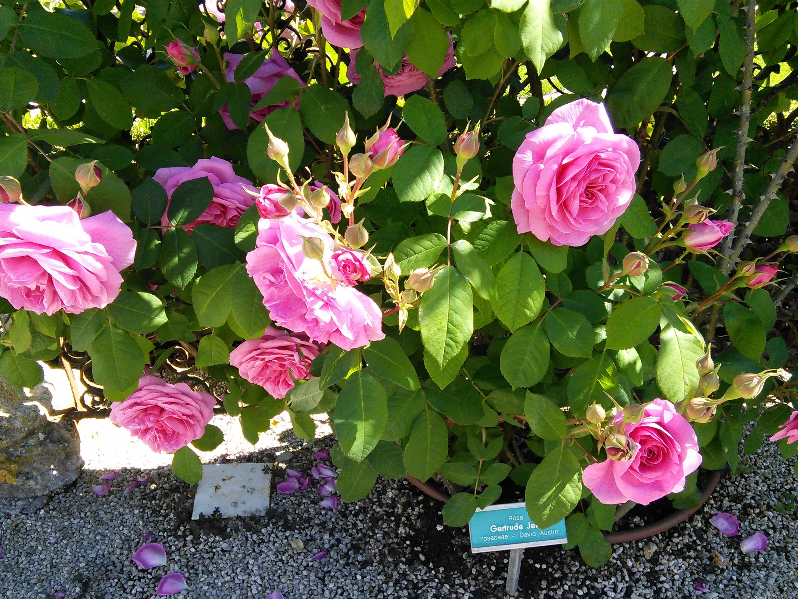 Pink Shrub Rose (Rosa Cv. Floribunda Pink) — each typically measuring 3 to 4 inches in diameter; the Pink Shrub Rose is relatively low maintenance