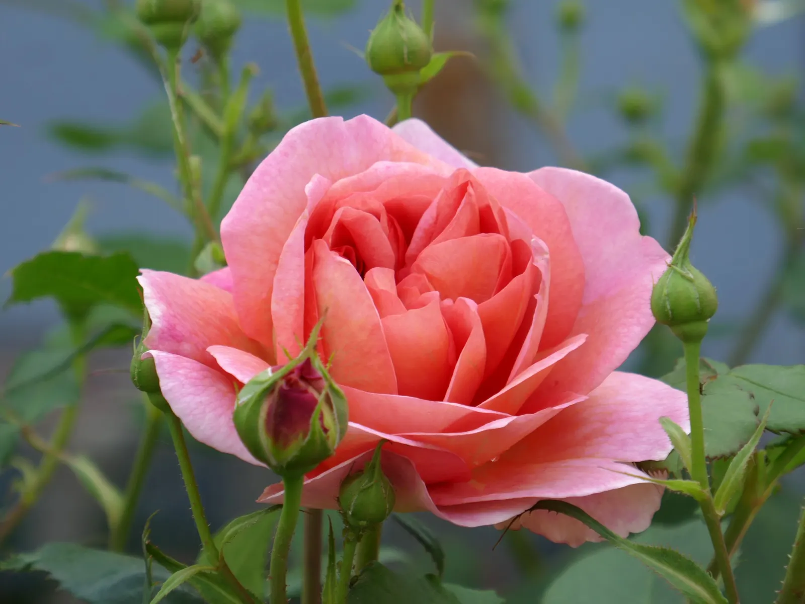 Pink Shrub Rose (Rosa Cv. Floribunda Pink) — the Pink Shrub Rose is relatively low maintenance; shrub with pink blooms, image 82