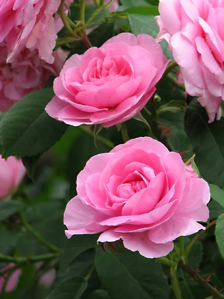 Pink Shrub Rose (Rosa Cv. Floribunda Pink) — typically from late spring until the first hard frost of fall.<br><br>With a moderate growth rate; regular