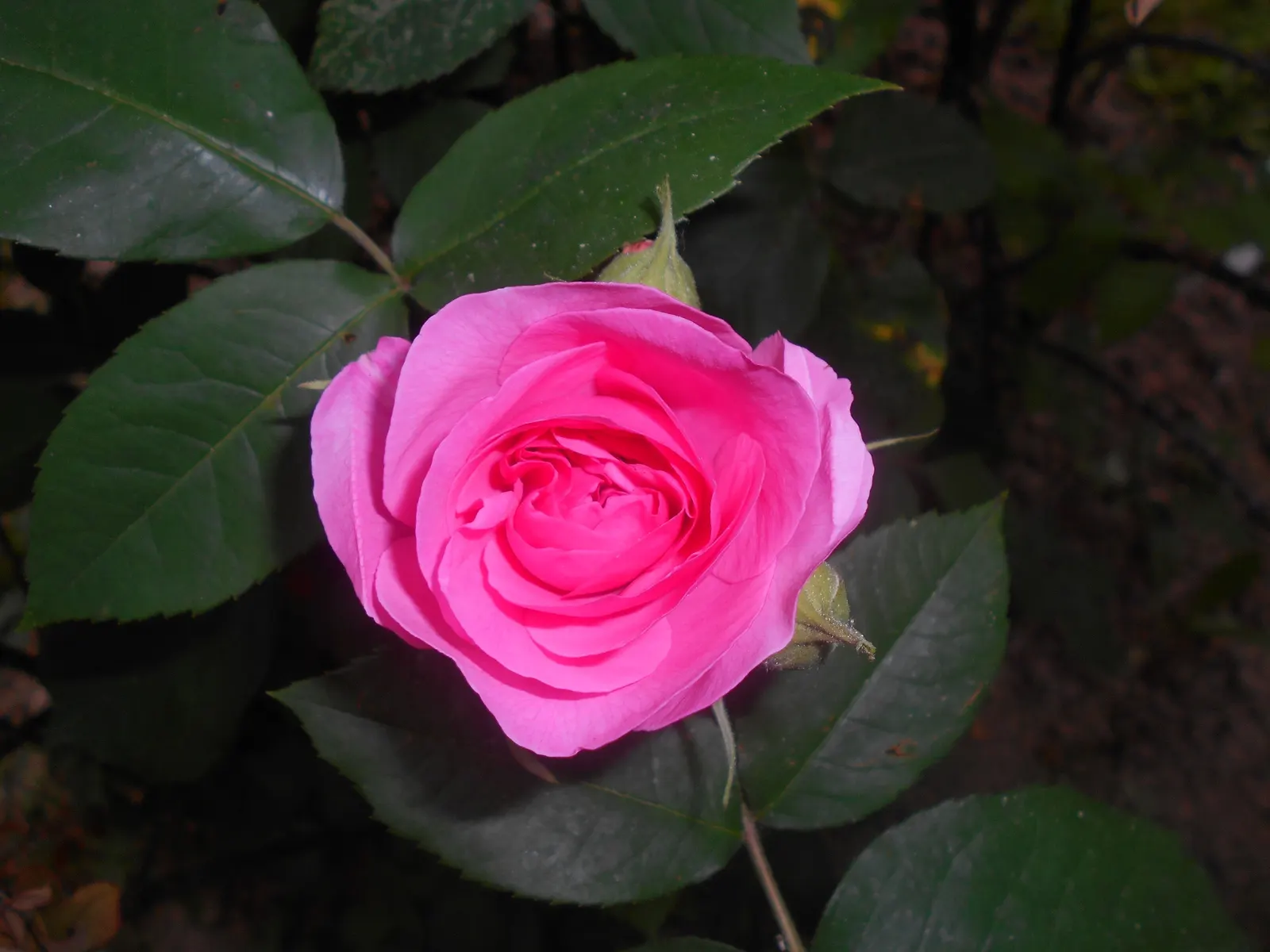 Pink Shrub Rose (Rosa Cv. Floribunda Pink) — Ideal for borders, it requires full sun and well-drained soil; and disease management to ensure healthy growth