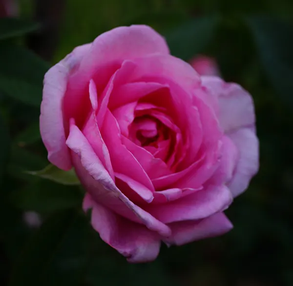 Pink Shrub Rose (Rosa Cv. Floribunda Pink) — requiring at least six hours of direct sunlight daily to flourish; this particular variety exhibits, image 55