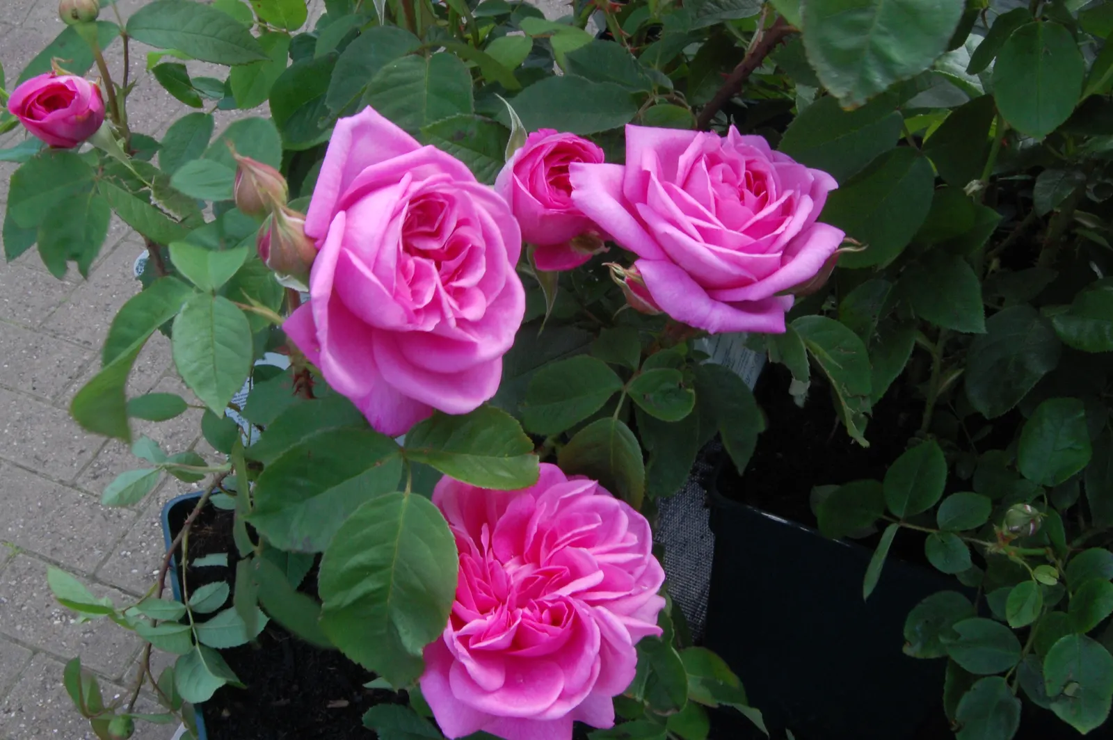 Pink Shrub Rose (Rosa Cv. Floribunda Pink) — the Pink Shrub Rose thrives in well-drained soil and prefers full sun exposure; floribunda pink, is a prolific