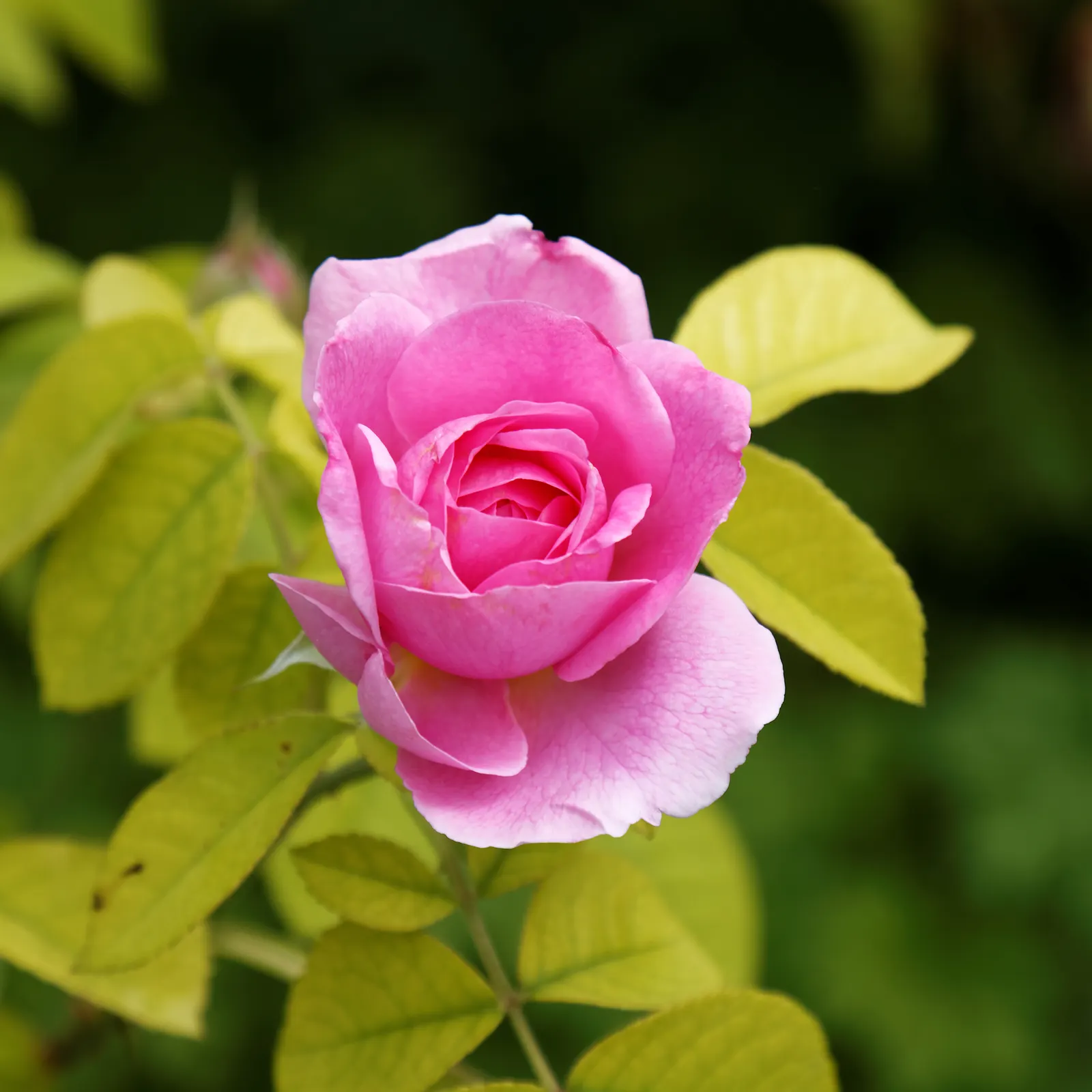 Pink Shrub Rose (Rosa Cv. Floribunda Pink) — the Pink Shrub Rose is relatively low maintenance; shrub with pink blooms