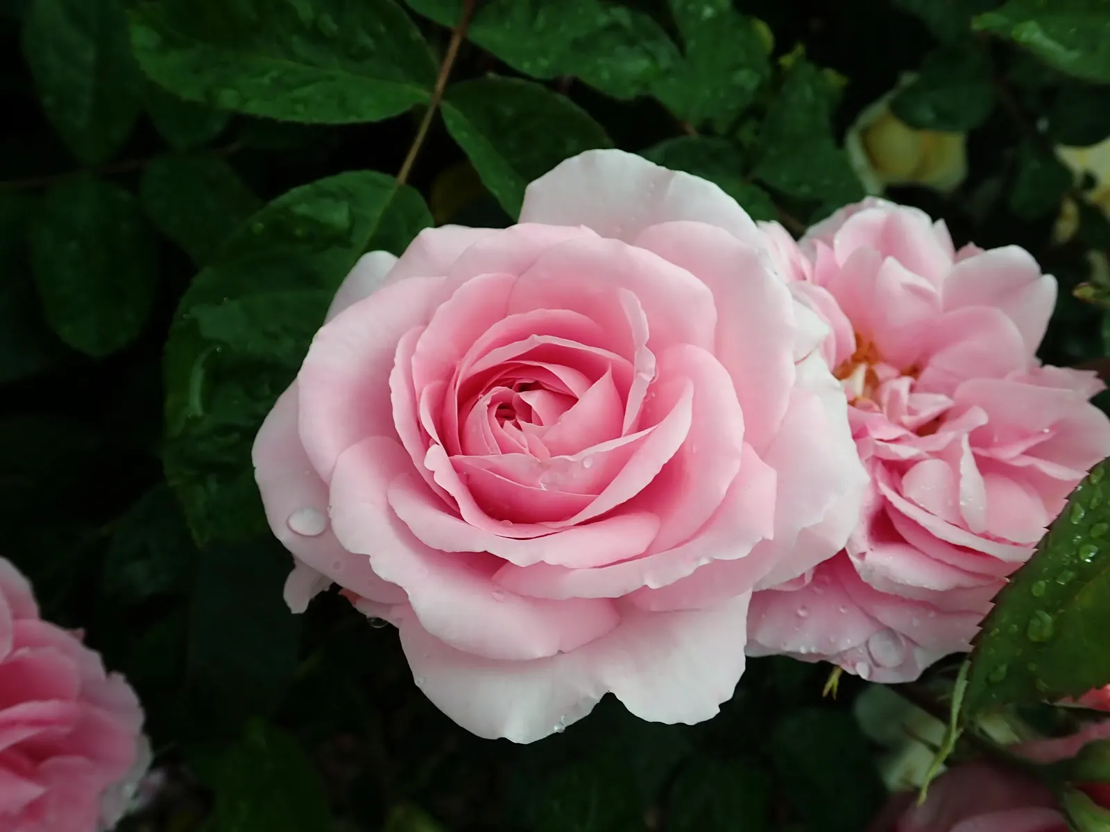 Pink Shrub Rose (Rosa Cv. Floribunda Pink) — vibrant displays that infuse any landscape design with a burst of delicate color; this hardy shrub typically