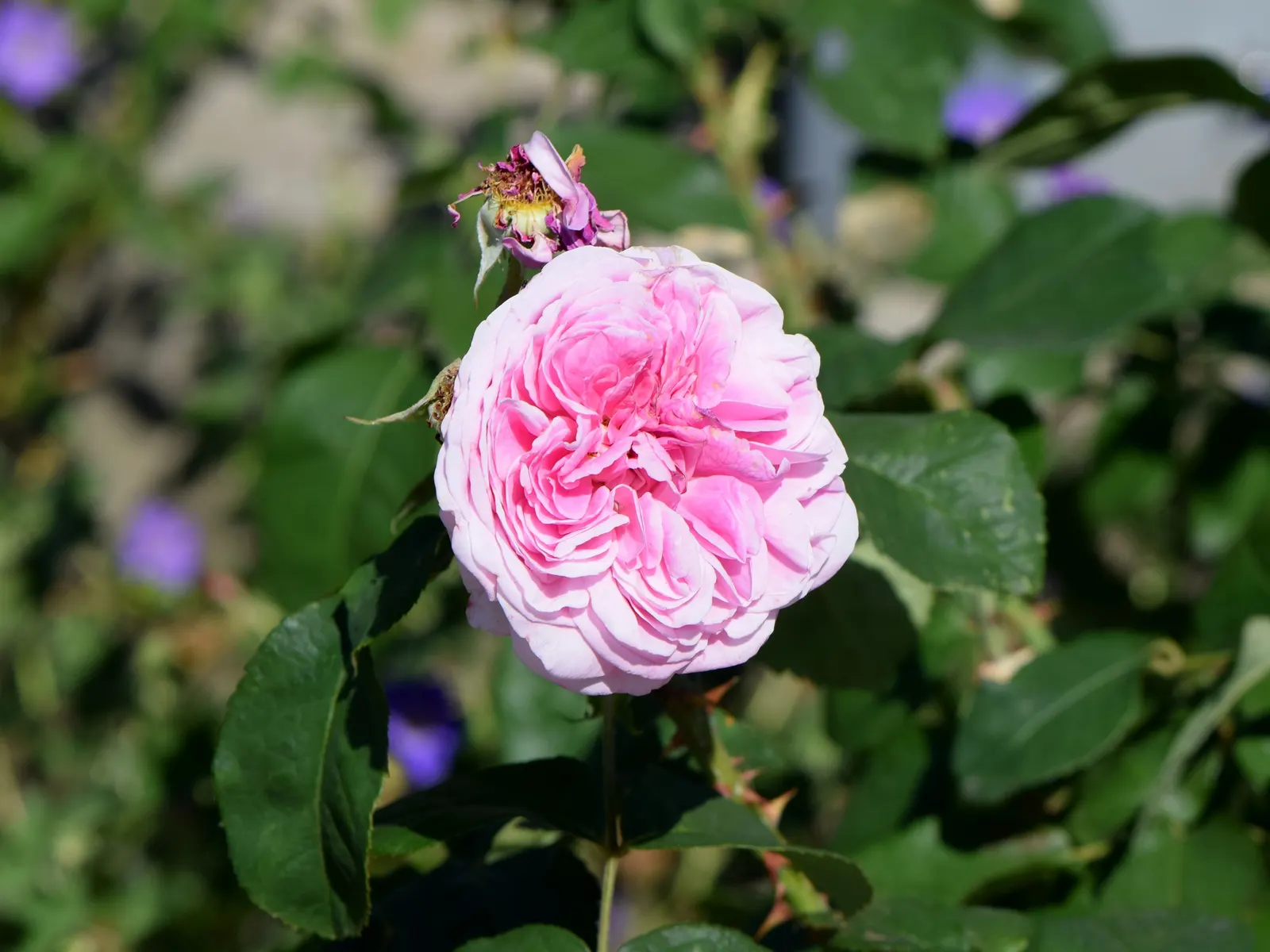 Pink Shrub Rose (Rosa Cv. Floribunda Pink) — shrub with pink blooms; reaching an average height of 3 to 5 feet with a spread of 2 to 4 feet, image 65
