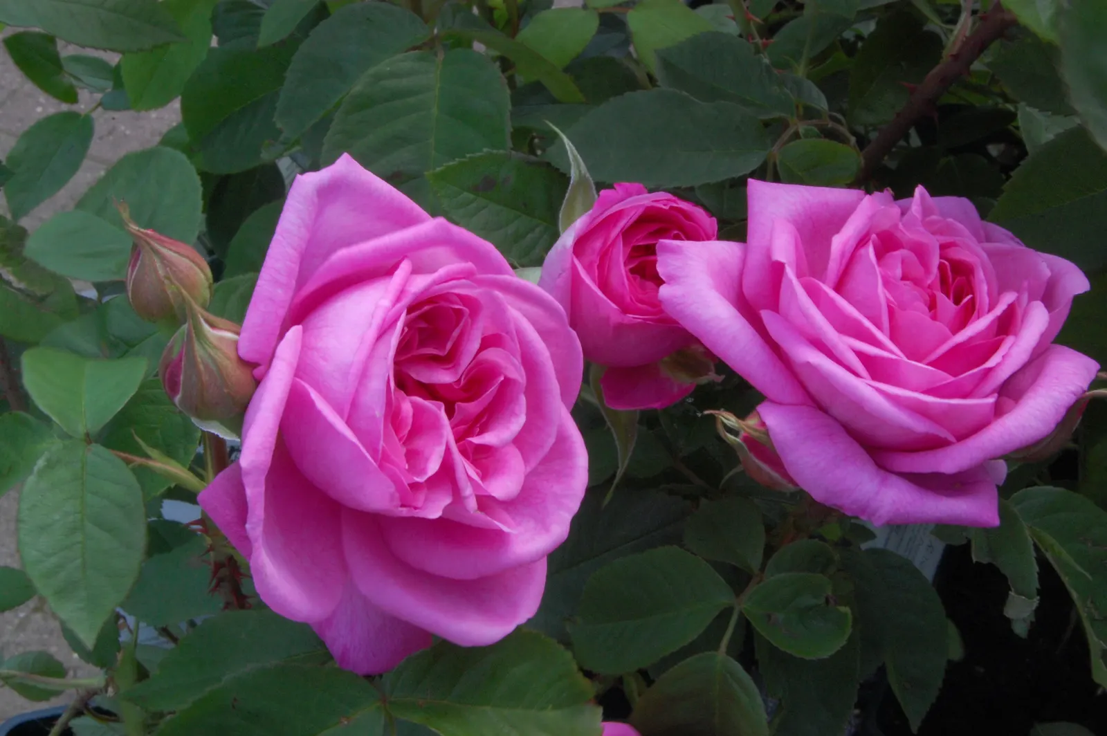 Pink Shrub Rose (Rosa Cv. Floribunda Pink) — requiring at least six hours of direct sunlight daily to flourish; this particular variety exhibits clusters of