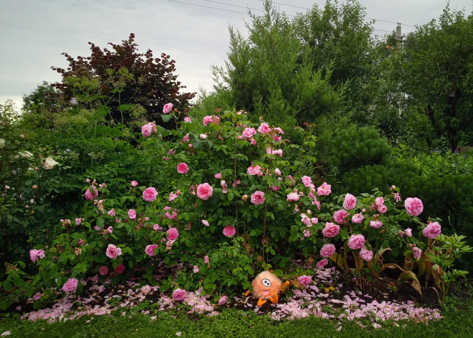 Pink Shrub Rose (Rosa Cv. Floribunda Pink) — but attention should be given to proper irrigation; is an enchanting selection known for its prolific blooming and