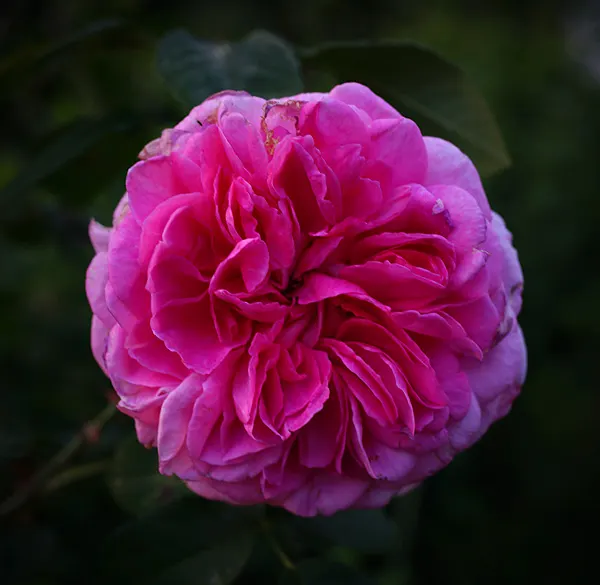 Pink Shrub Rose (Rosa Cv. Floribunda Pink) — each typically measuring 3 to 4 inches in diameter; the Pink Shrub Rose is relatively low maintenance, image 53