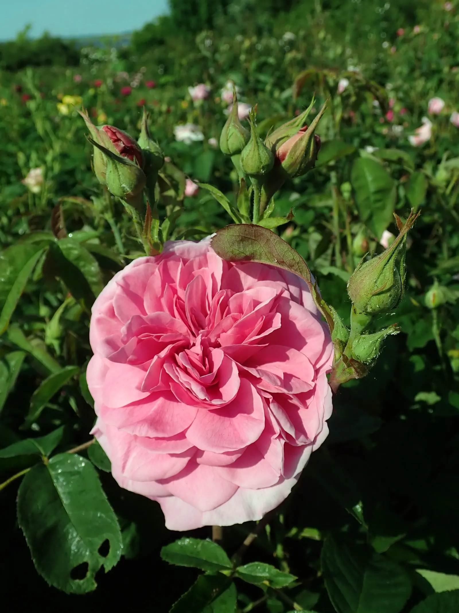 Pink Shrub Rose (Rosa Cv. Floribunda Pink) — shrub for full or half