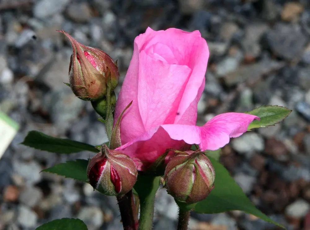 Pink Shrub Rose (Rosa Cv. Floribunda Pink) — is an enchanting selection known for its prolific blooming and lush; but attention should be given to, image 50