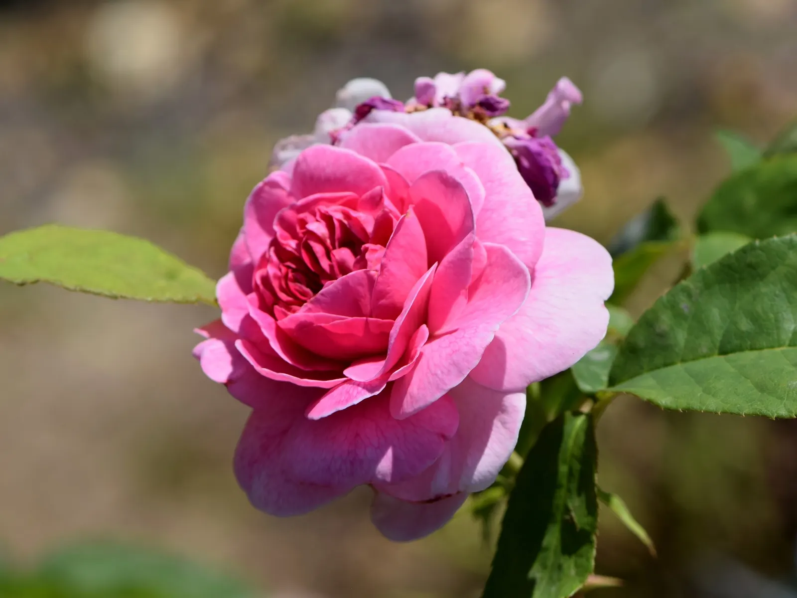 Pink Shrub Rose (Rosa Cv. Floribunda Pink) — This particular variety exhibits clusters of medium-sized pink blossoms; each typically measuring 3 to, image 74