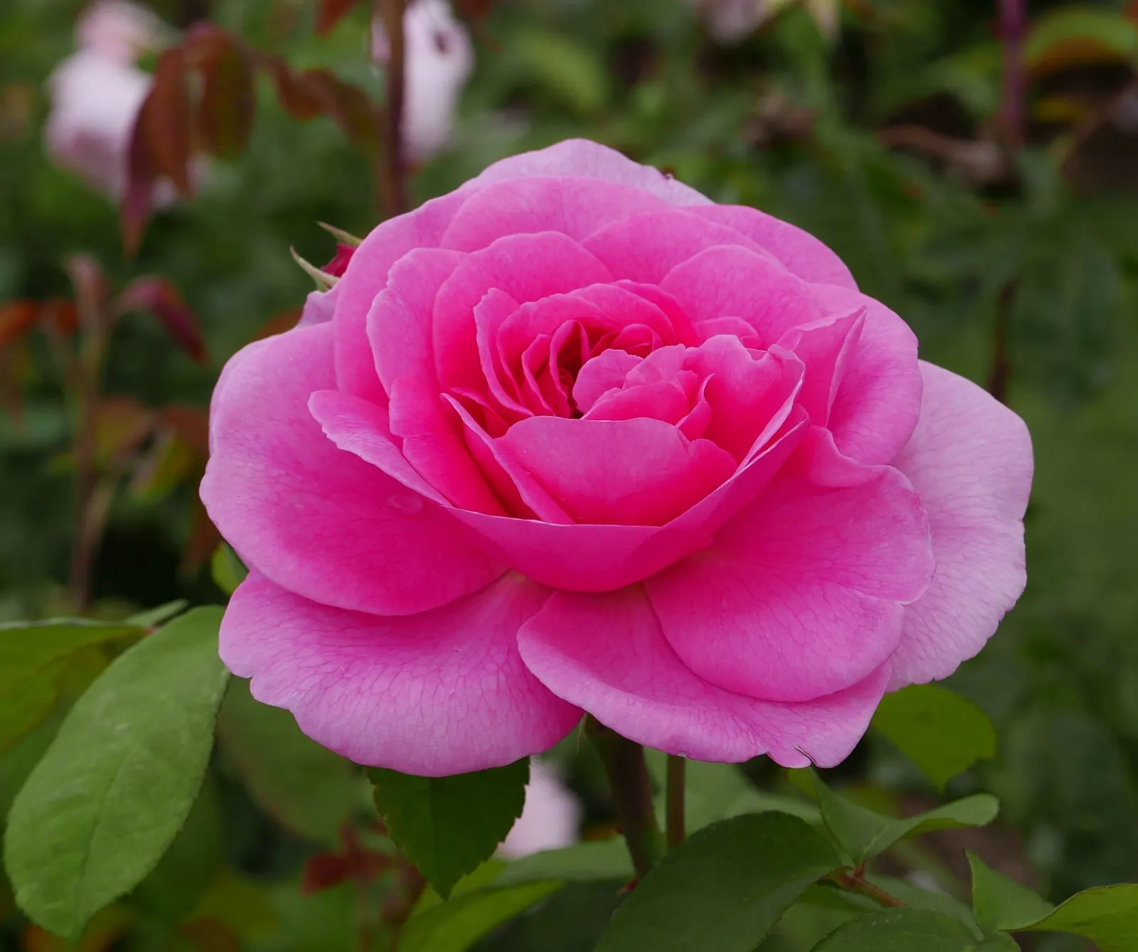 Pink Shrub Rose (Rosa Cv. Floribunda Pink) — Reaching an average height of 3 to 5 feet with a spread of 2 to 4 feet; typically from late spring until the first