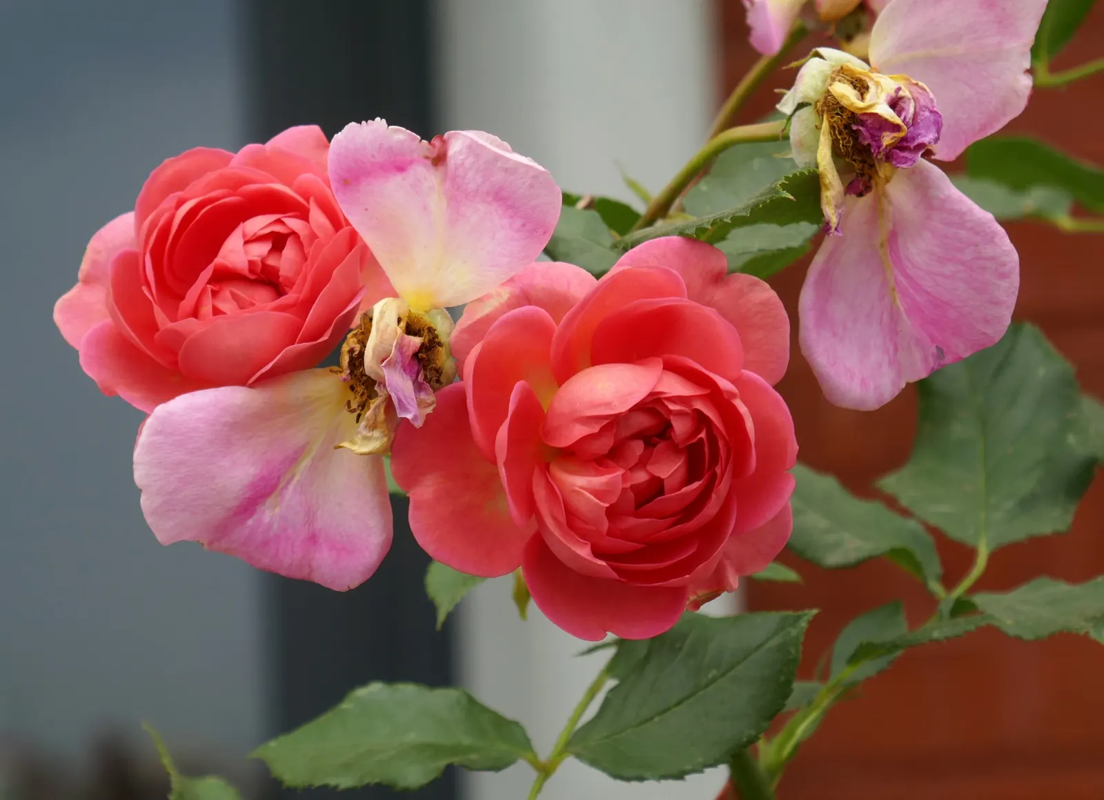 Pink Shrub Rose (Rosa Cv. Floribunda Pink) — Regular deadheading promotes continuous flowering throughout the summer months; ideal for borders, it, image 92
